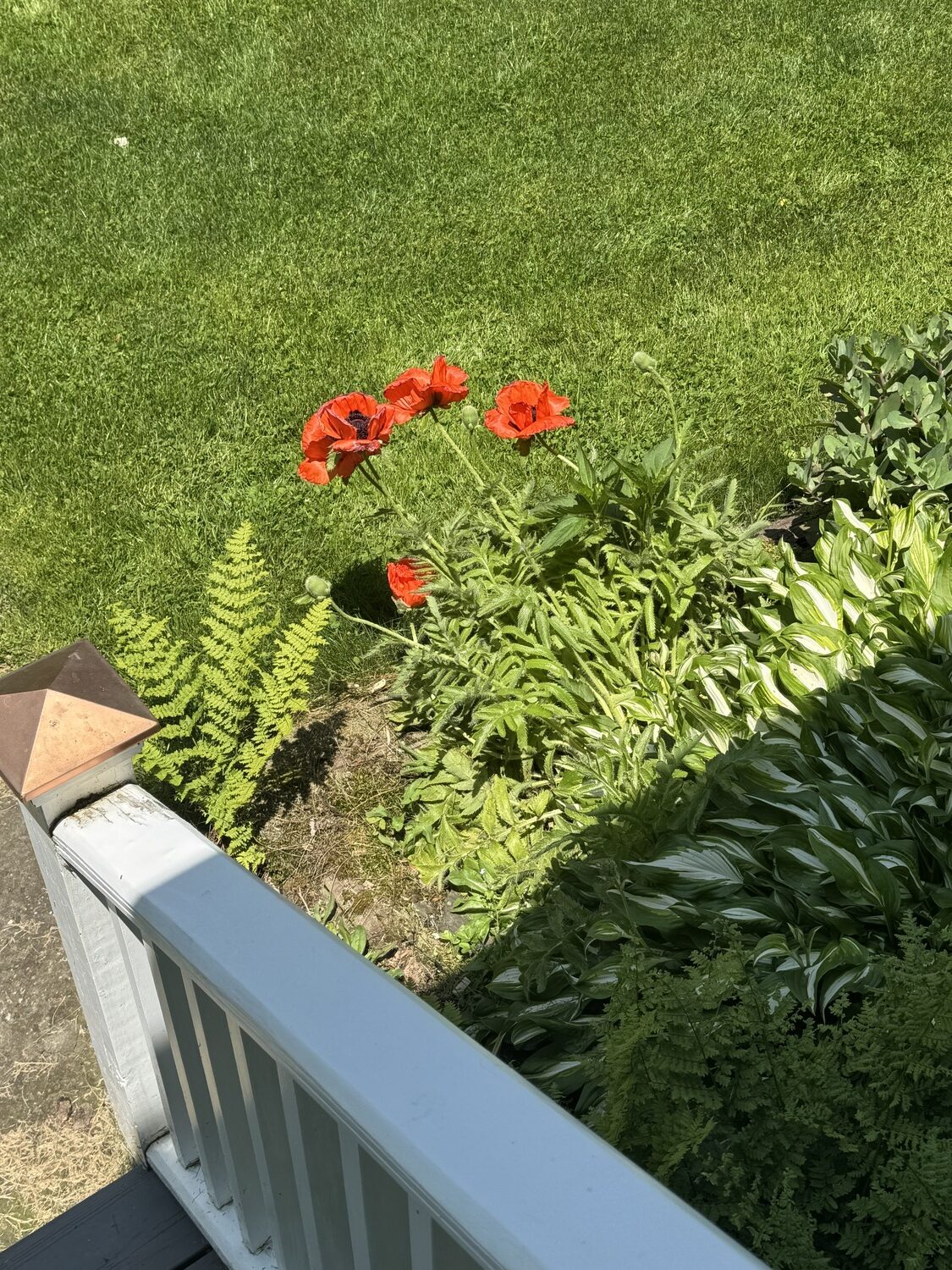 This small group of Oriental poppies that are shaded for part of the day bloom two weeks later than the group 60 feet away that get full sun.  Note the shadow (that creeps) to the left. ANDREW MESSINGER