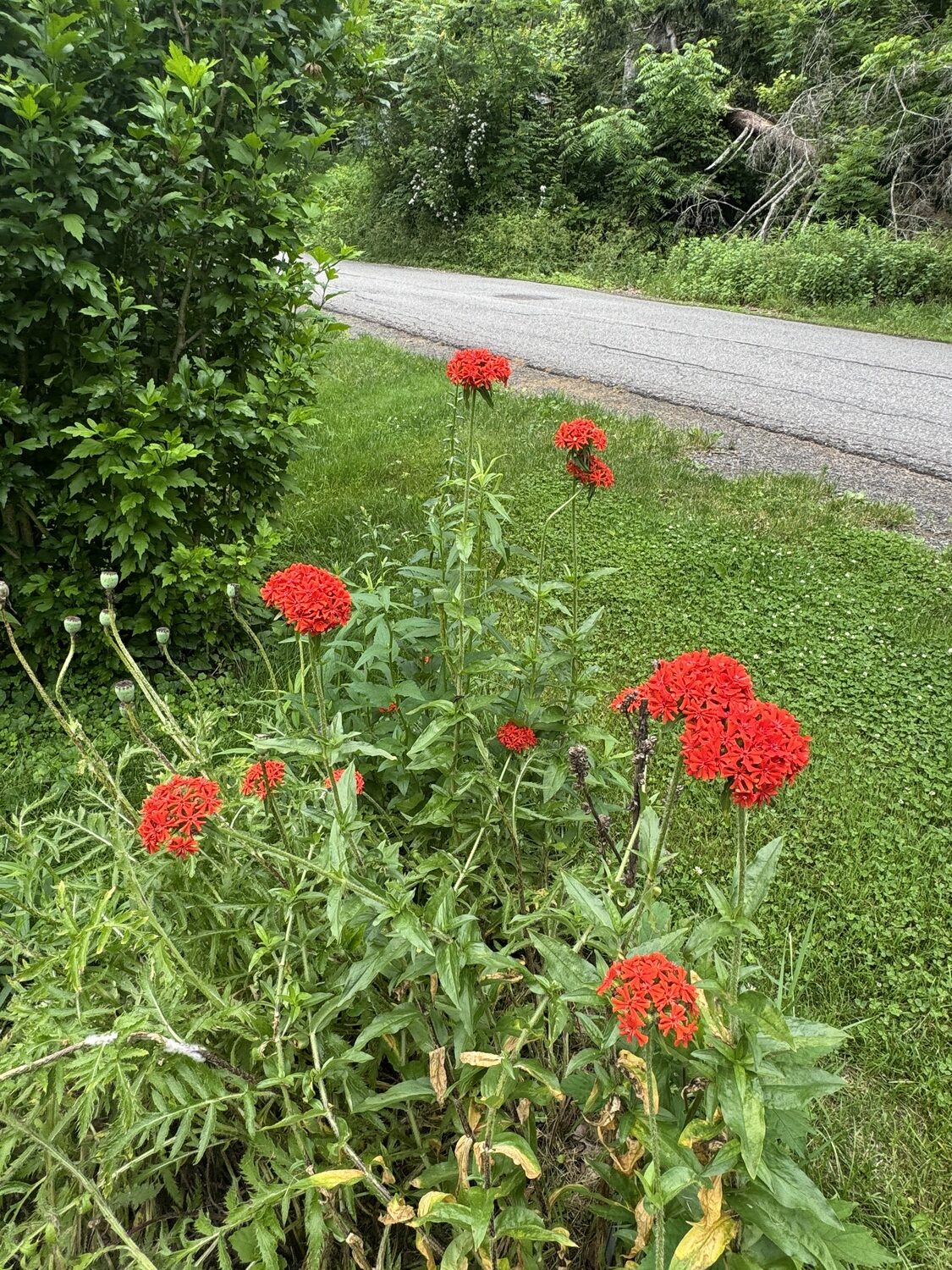These bright red flowers of the Lychnis rise above the fading foliage and seed pods from the just finished Oriental poppies.  Note the poppy seed heads and poppy foliage below.  ANDREW MESSINGER