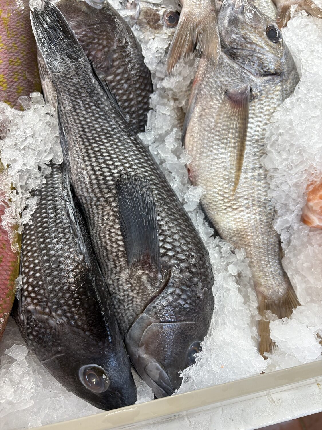Locally caught black sea bass and porgy at Lighthouse Seafood.  CAILIN RILEY