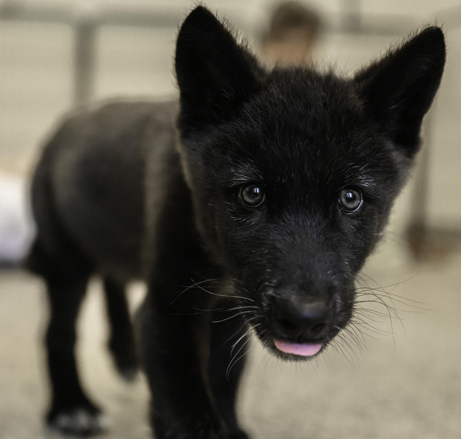 An inquisitive female pup.  MARIANNE BARNETT