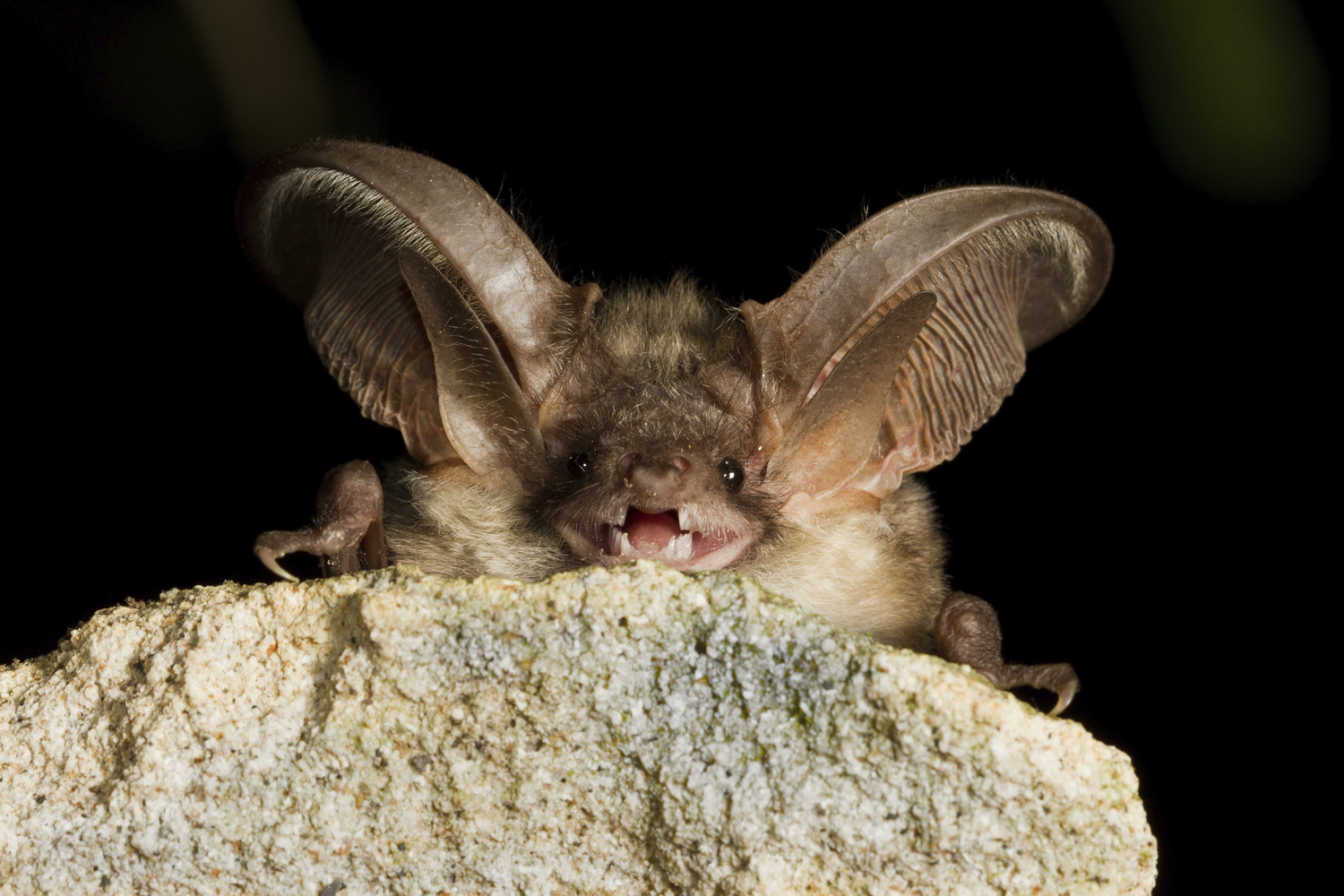 New York's list of endangered and threatened species now includes the northern long-eared bat.