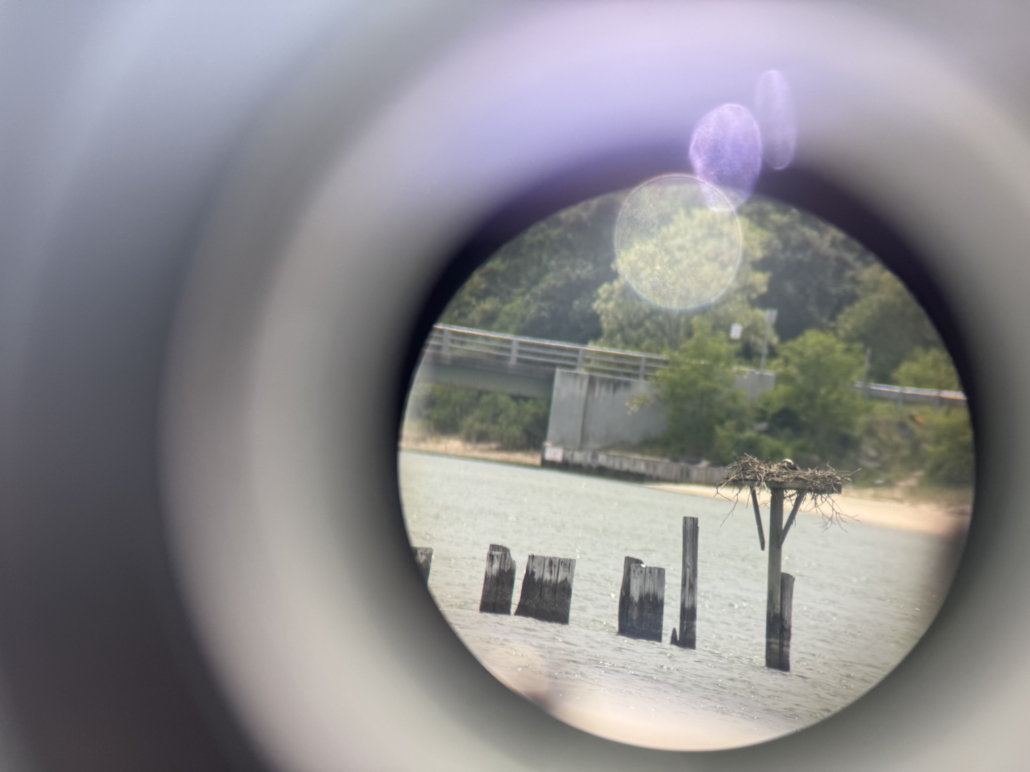 Osprey through the spotting scope. GROUP FOR THE EAST END