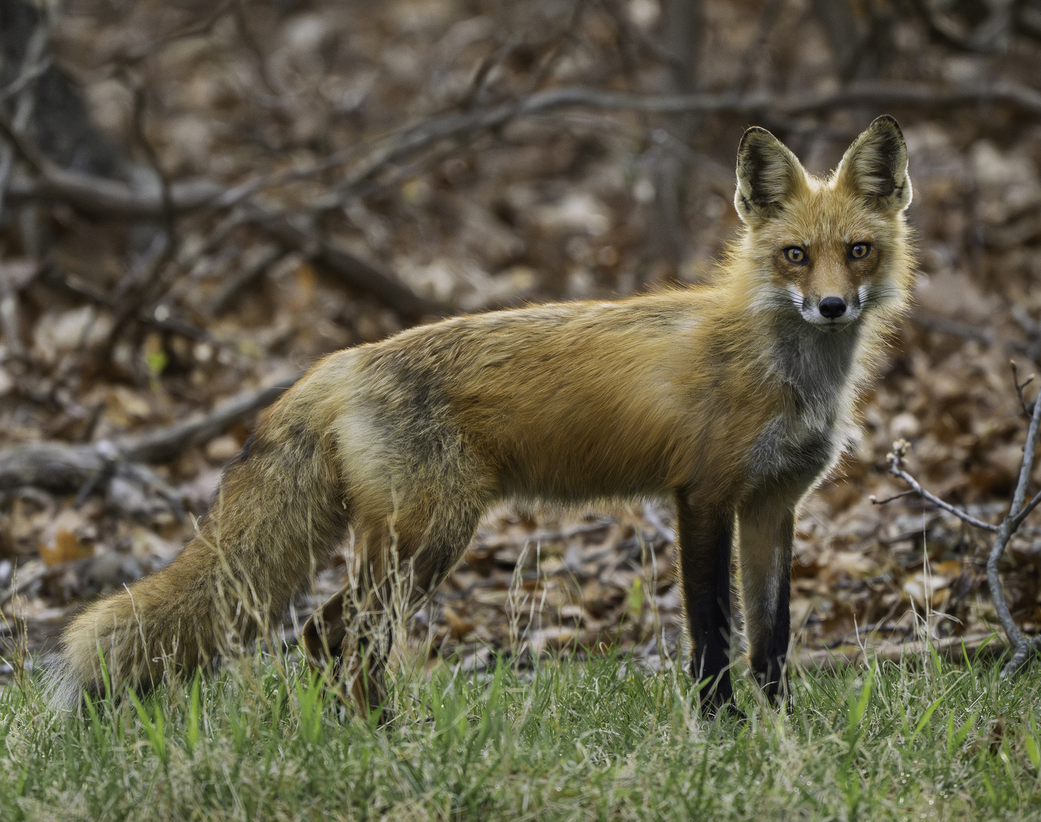 A red fox pausing for a quick photo.  MARIANNE BARNETT