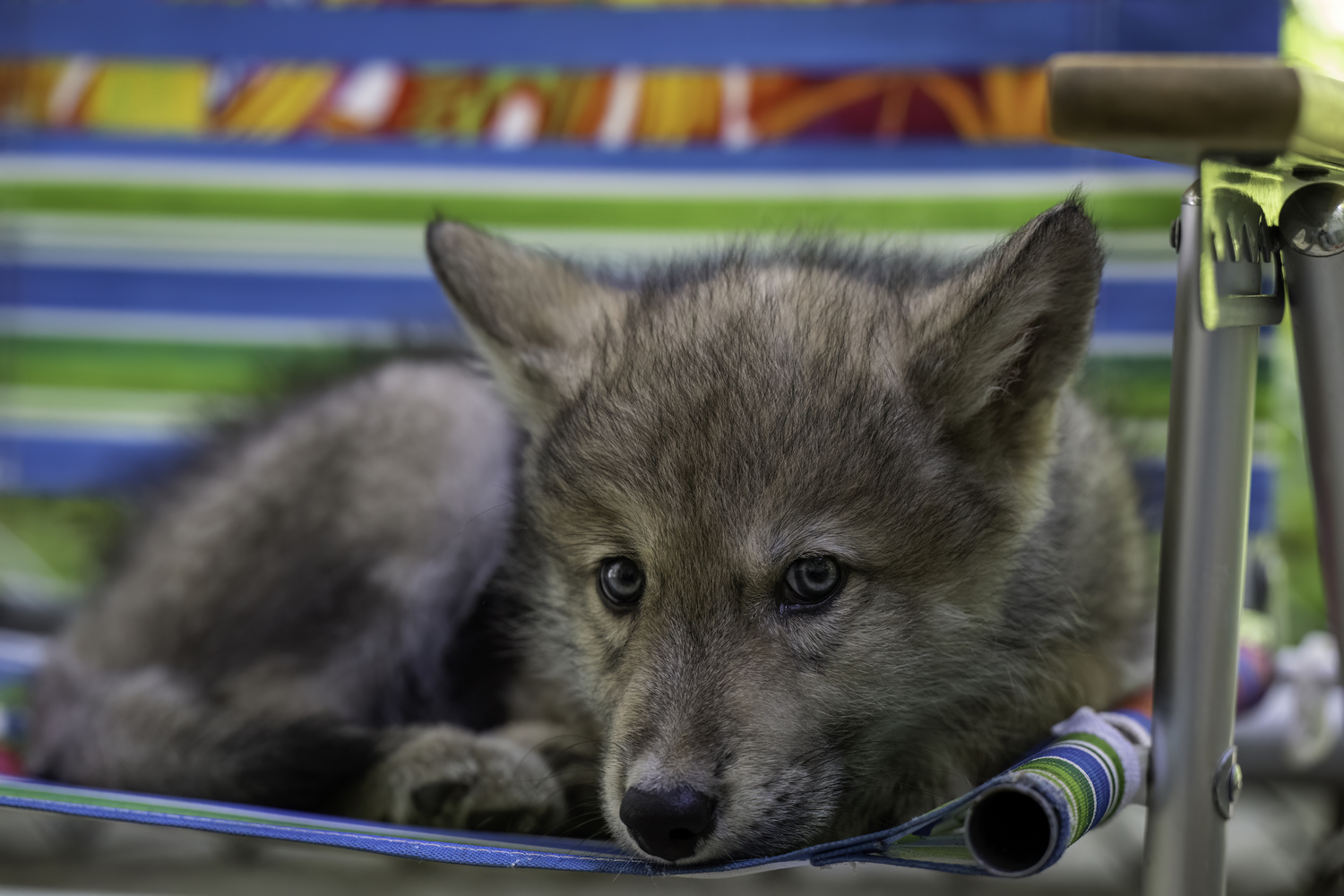 Silas, another ambassador wolf, as a pup.  MARIANNE BARNETT