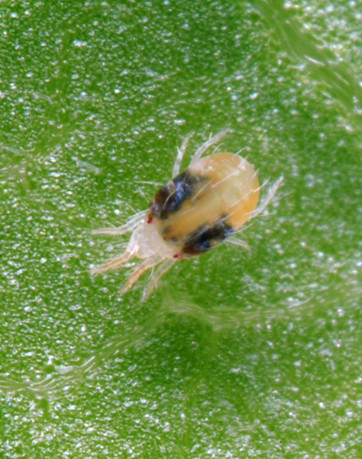 Spider mites (here a two-spotted spider mite) show up when it's hot and dry.  Using a light horticultural oil on susceptible plants before hot and dry weather can smother any adults as well as their spherical eggs.
 J. HOLOPAINEN | <a href=”https://creativecommons.org/licenses/by-sa/4.0” target=”new”>CC BY-SA 4.0 via Wikimedia Commons</a>
