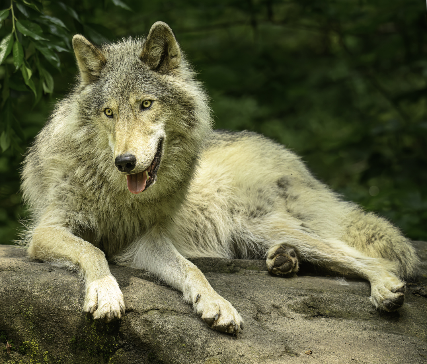 Now 2-year-old Silas relaxing on top of a den-like structure.  MARIANNE BARNETT