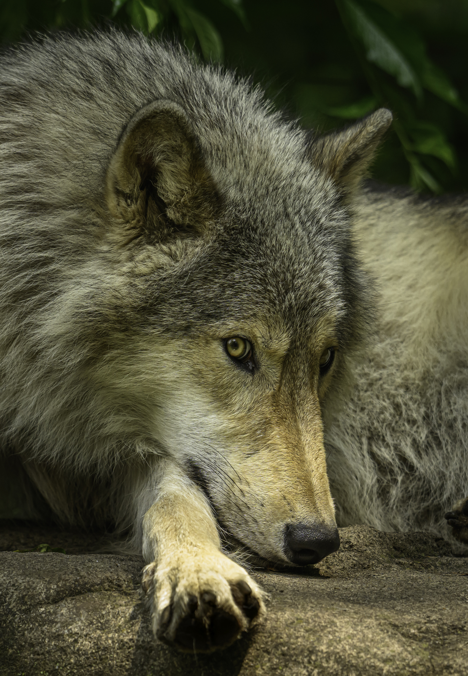 Silas at the Wolf Conservation Center.   MARIANNE BARNETT