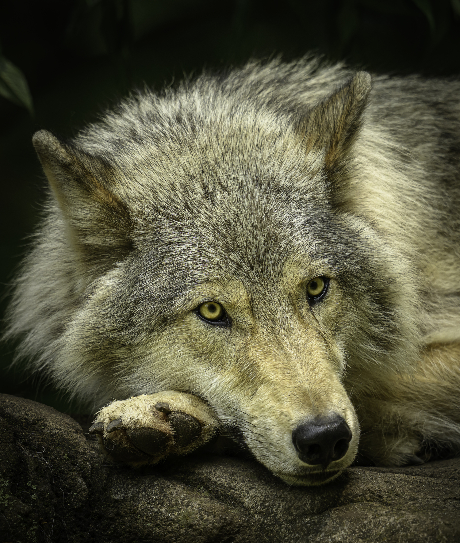Silas at the Wolf Conservation Center.   MARIANNE BARNETT