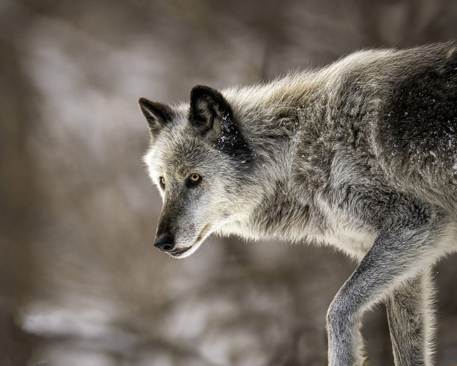 Zephyr, a grey wolf and 