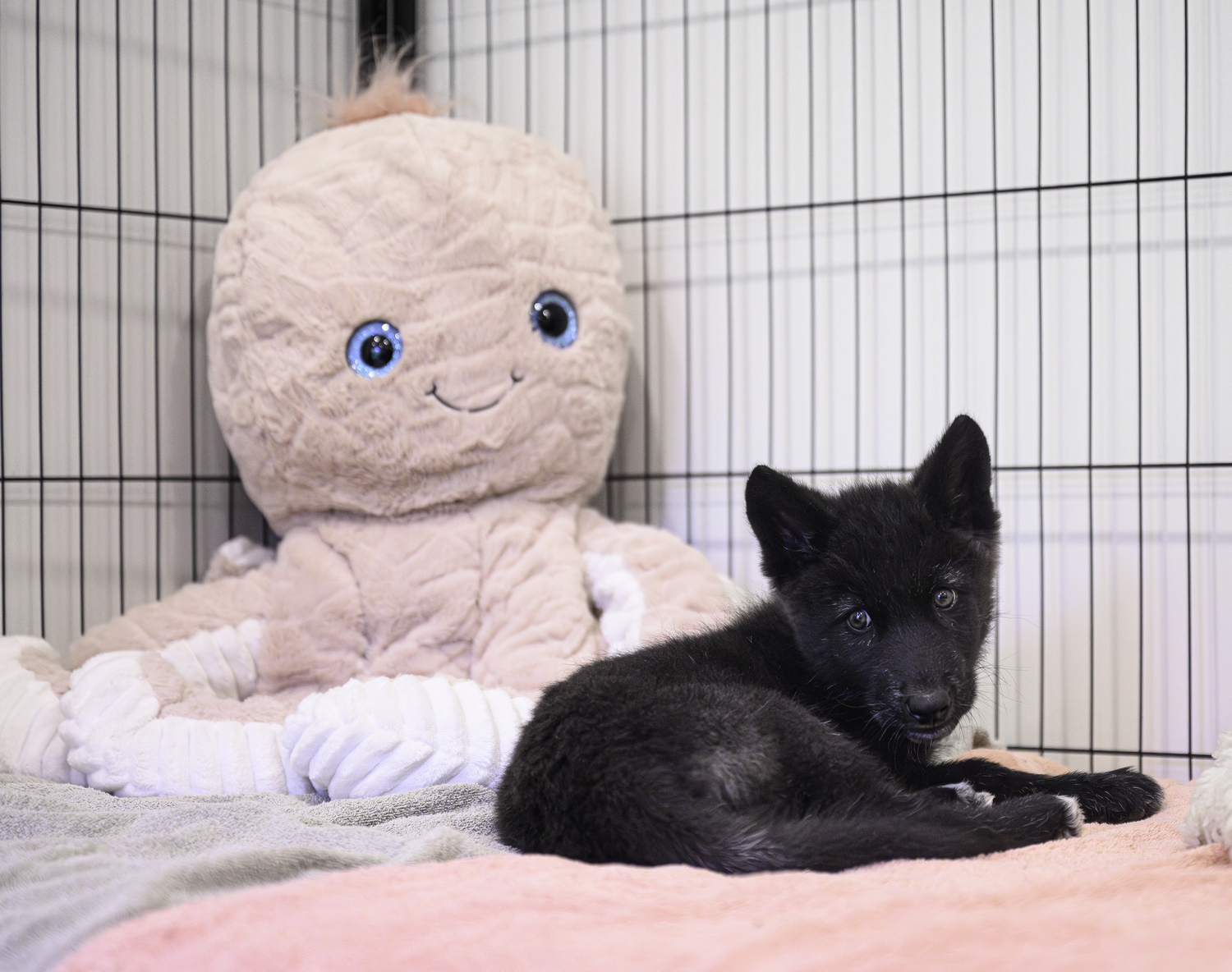 Stuffed animal octopus and the newest ambassador, a young female wolf pup.  MARIANNE BARNETT