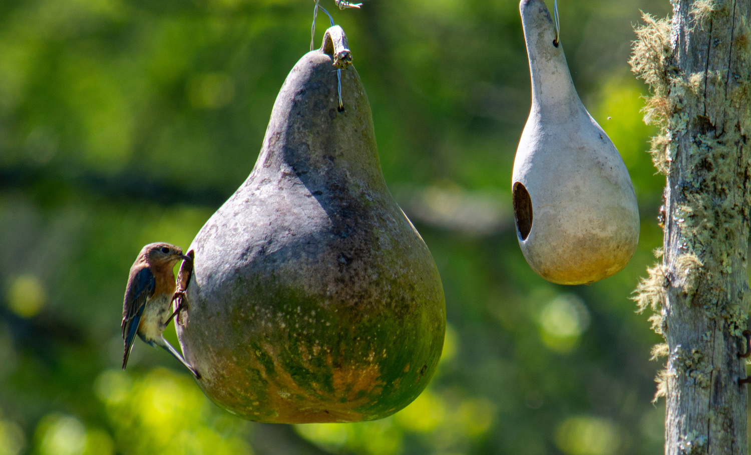Hollowed-out cured gourds make wonderful birdhouses.