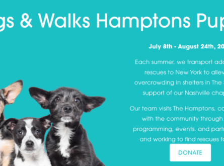Foster with Wags & Walks