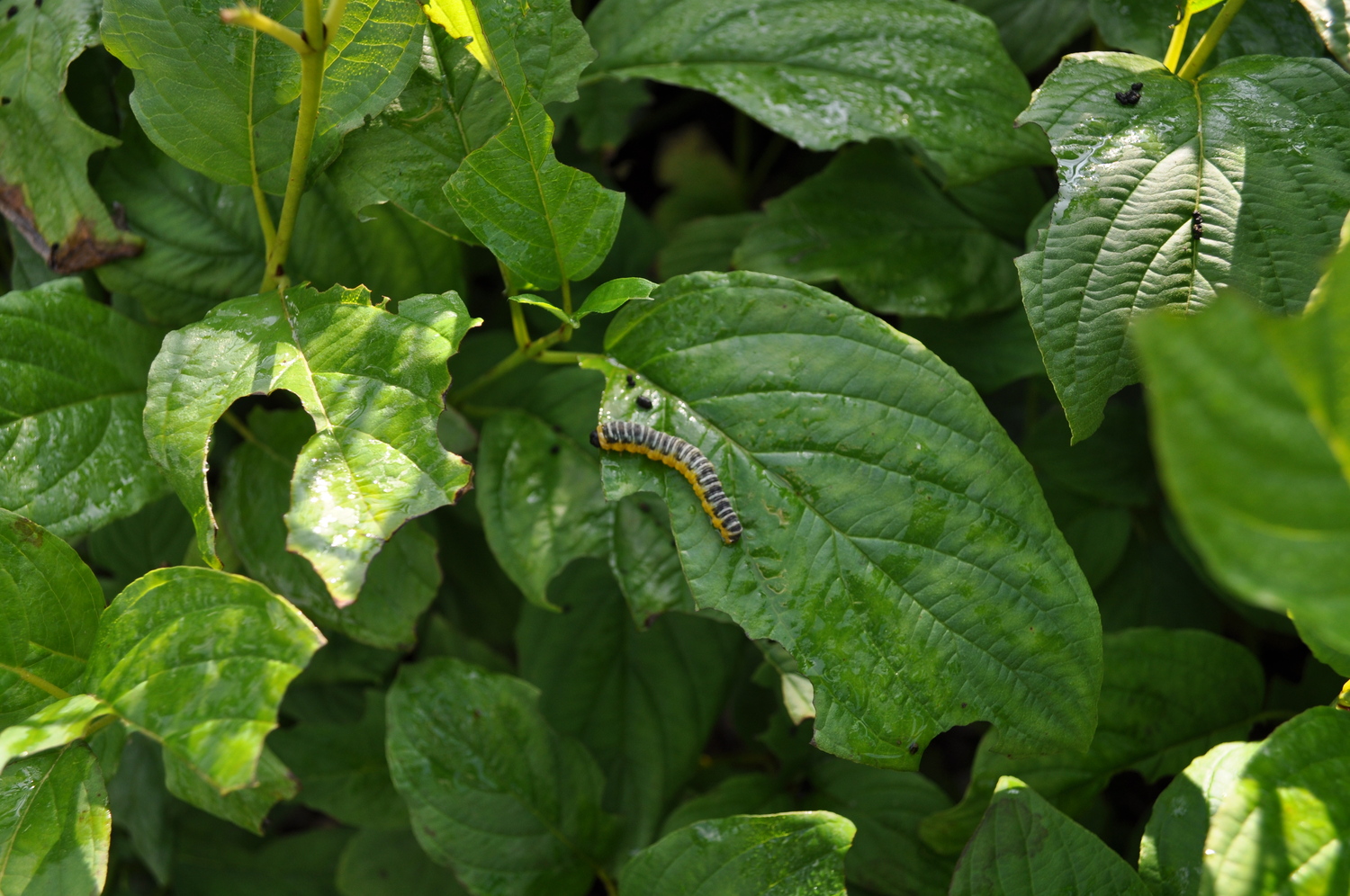 The dogwood caterpillar feeding on foliage. The caterpillar turns into the dogwood sawfly.  Easy enough to pick off, but in larger numbers, spraying may be called for.  ANDREW MESSINGER