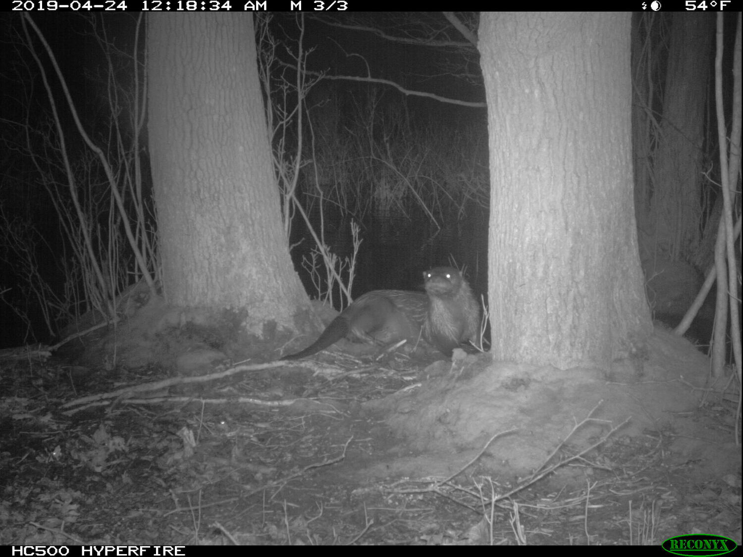 A river otter in the Long Pond Greenbelt, captured by a night vision camera. SEATUCK ENVIRONMENTAL