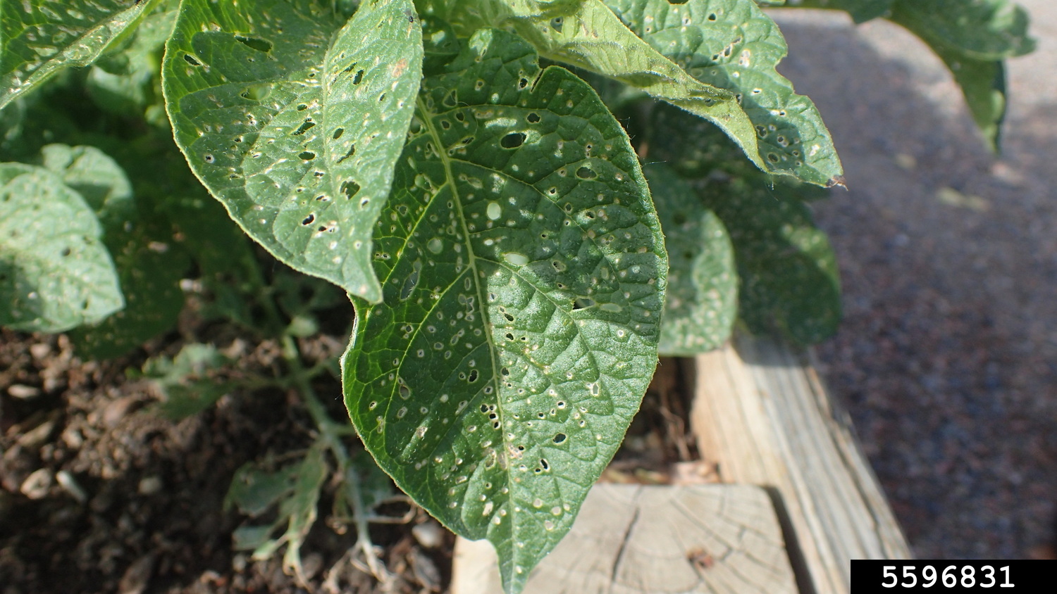 Shothole symptoms on potato leaves produced by potato flea beetle. WHITNEY CRANSHAW, COLORADO STATE UNIVERSITY, BUGWOOD.ORG | CC BY 3.0 US