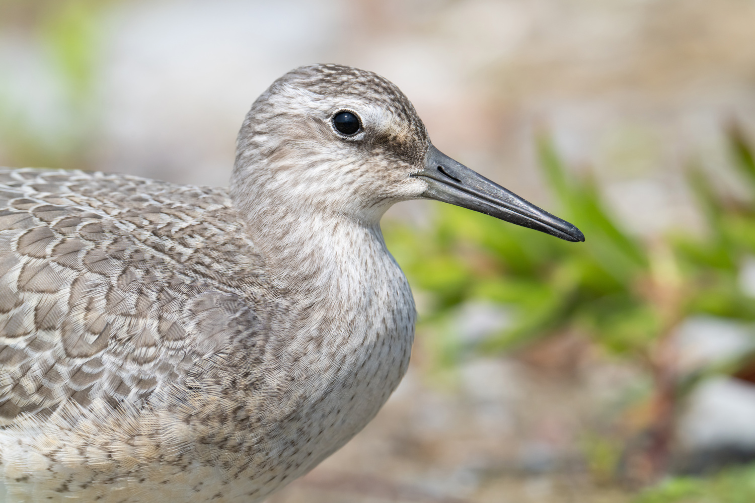 New York's list of endangered and threatened species now includes the rufa red knot.