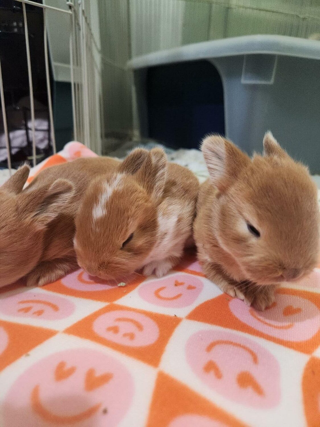 Three of the bunnies at the shelter, shortly after they were born. COURTESY KRYSTIN KOERNER