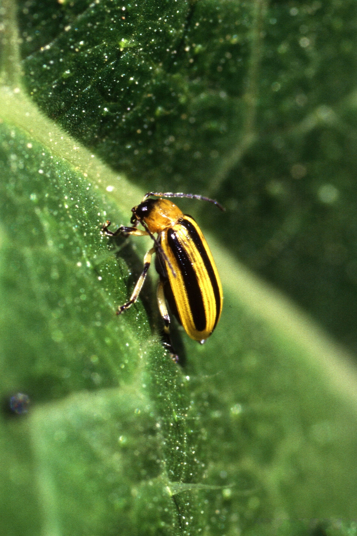 The striped cucumber beetle is a vector for several diseases in cucurbit crops. Controlling the insect will reduce instances of disease outbreaks. SCOTT BAUER, USDA AGRICULTURAL RESEARCH SERVICE