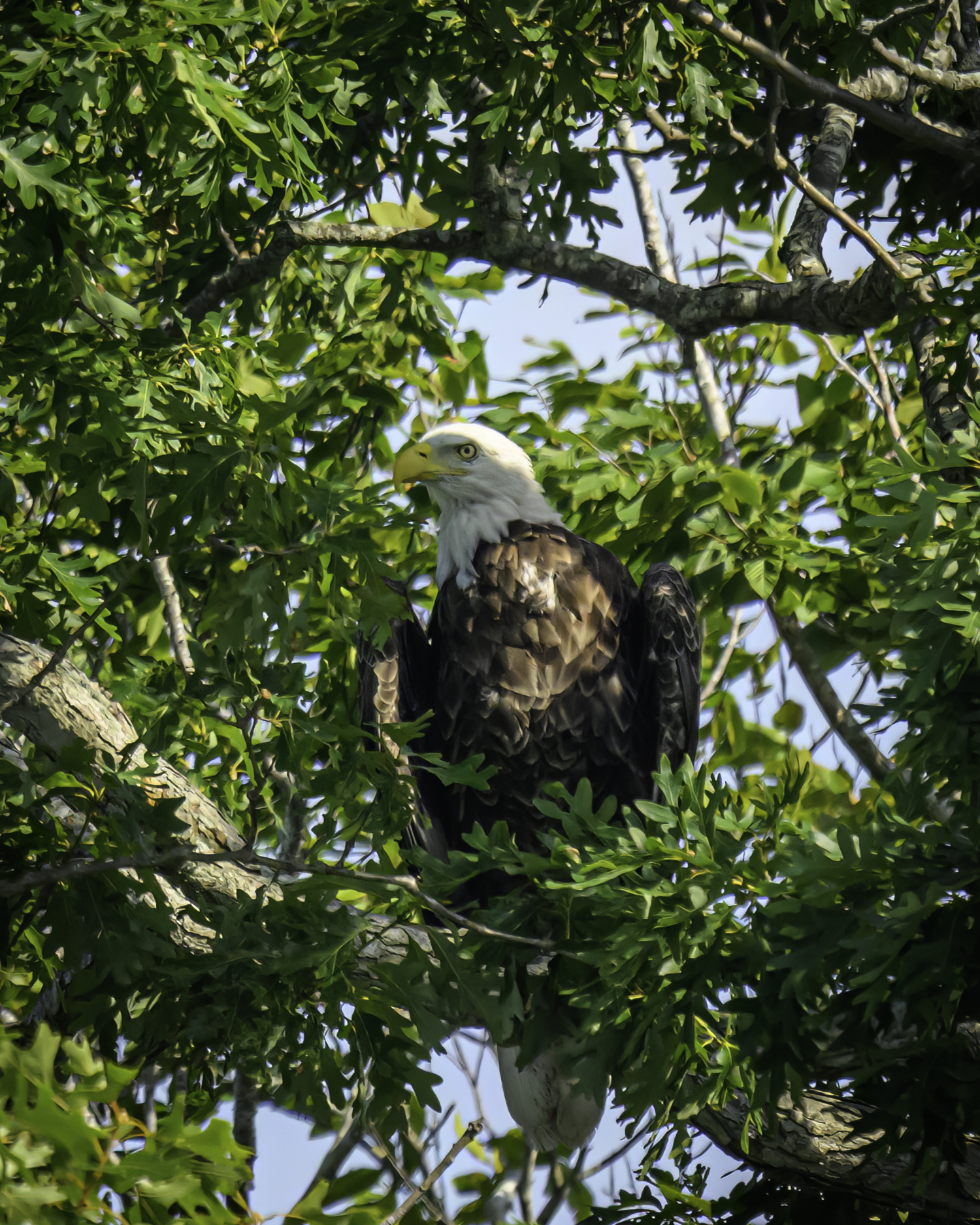 An American bald eagle over Scallop Pond.  MARIANNE BARNETT
