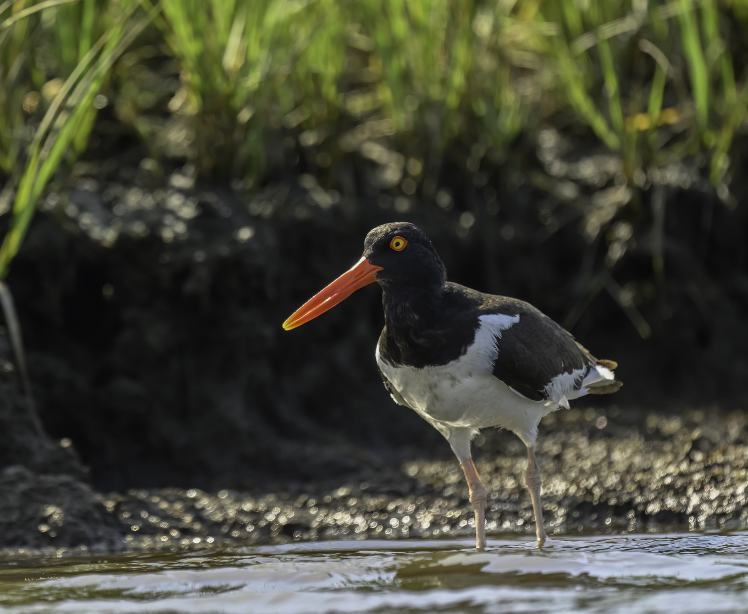 An American oystercatcher in Scallop Pond.  MARIANNE BARNETT