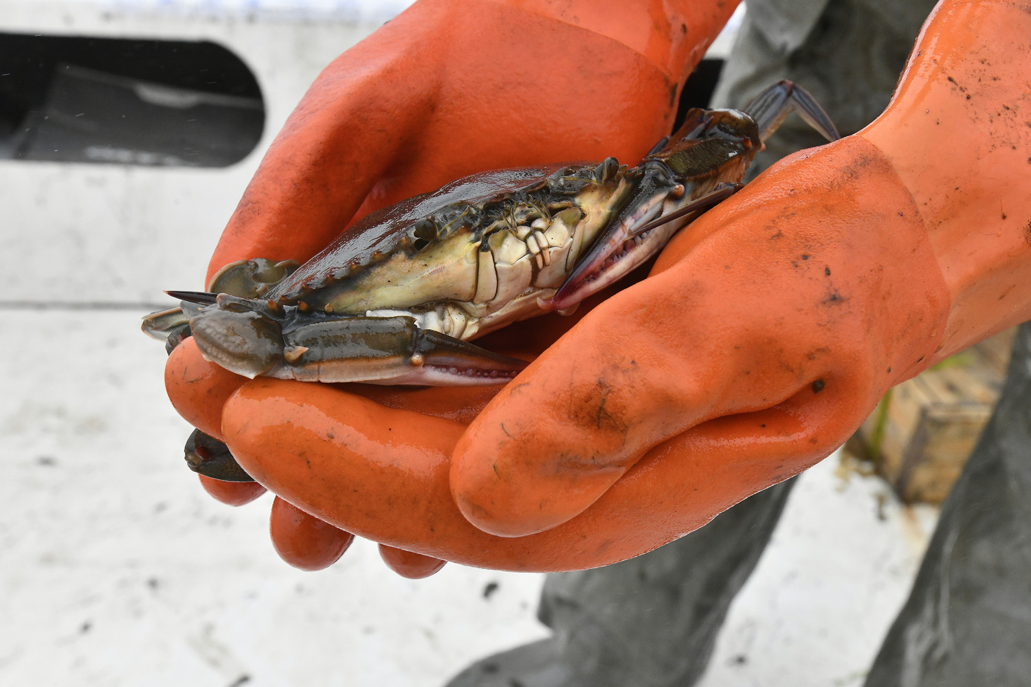 A soft-shelled crab.  DANA SHAW