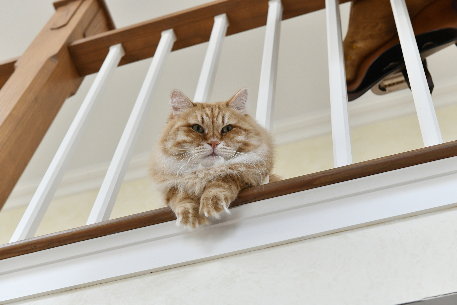 Charlie the cat watches from the second floor landing.