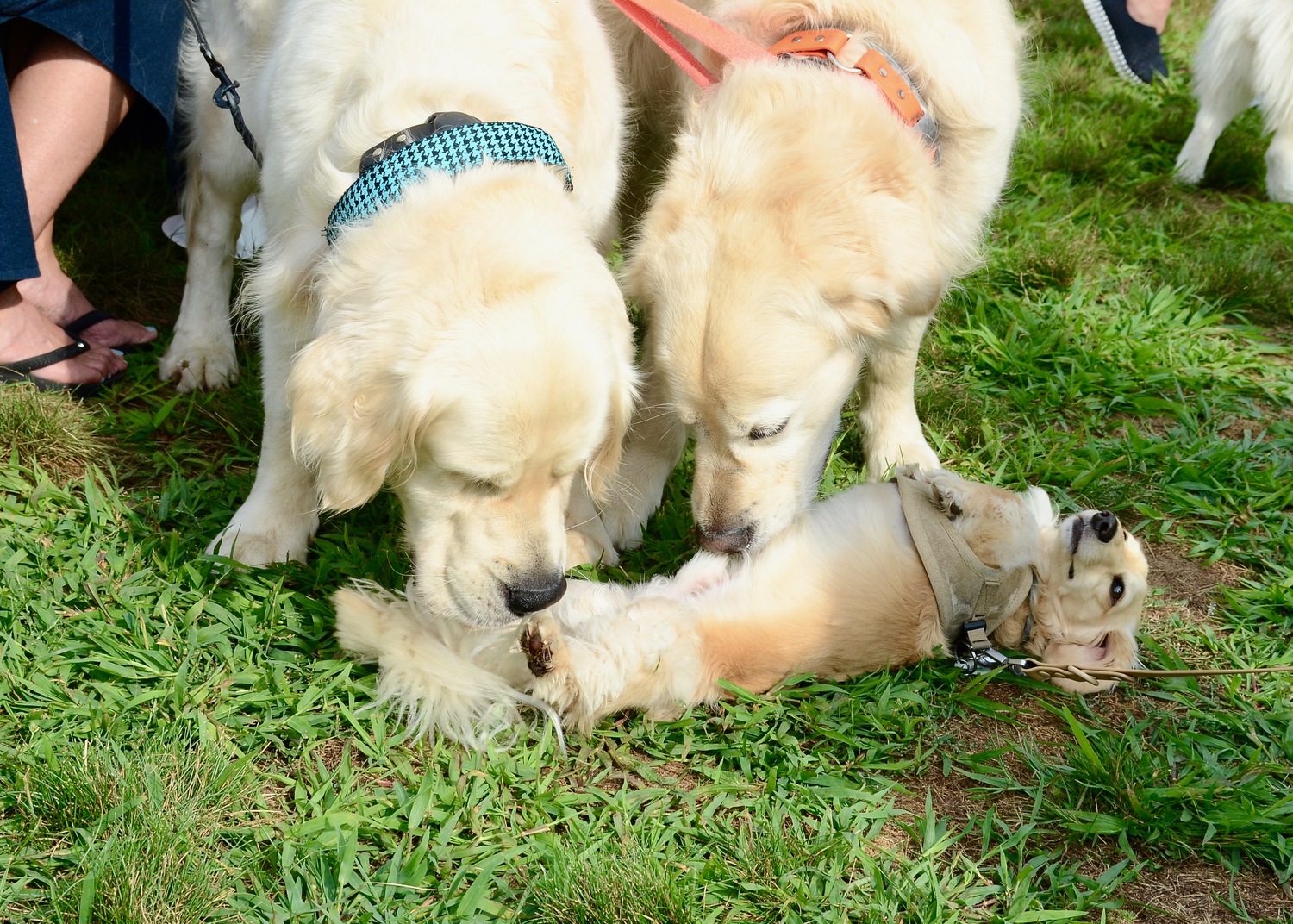 Dogs and their humans from across the region gathered at the Amagansett American Legion Hall on Saturday, to compete in the seventh annual East Hampton Lions Club Dog Show.  KYRIL BROMLEY
