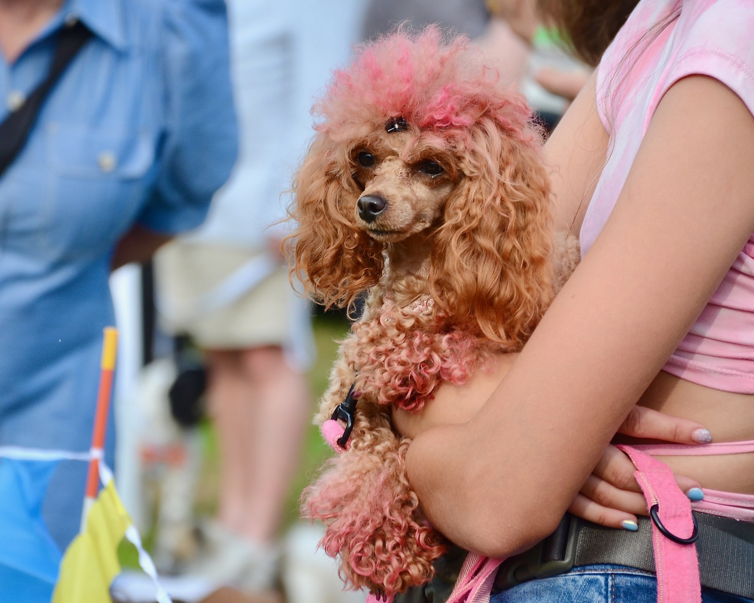 Dogs and their humans from across the region gathered at the Amagansett American Legion Hall on Saturday, to compete in the seventh annual East Hampton Lions Club Dog Show.  KYRIL BROMLEY