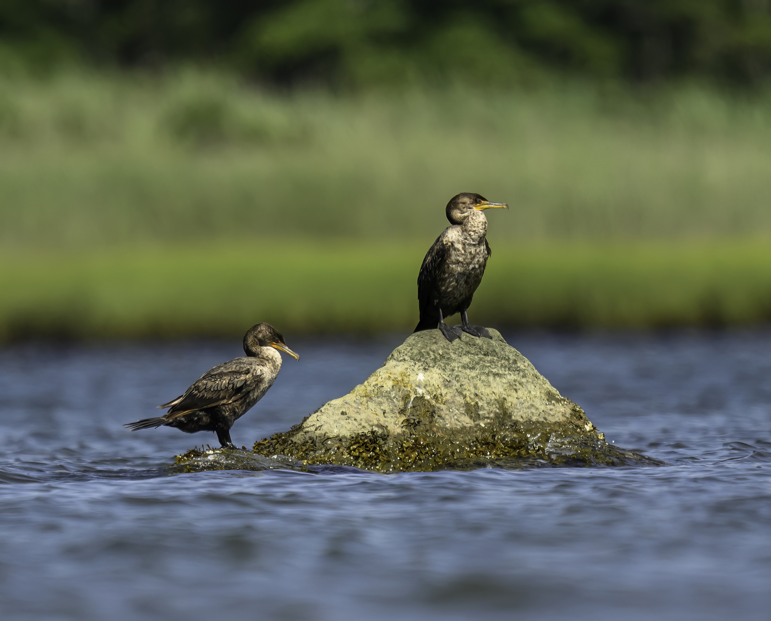 Double-crested cormorants  MARIANNE BARNETT