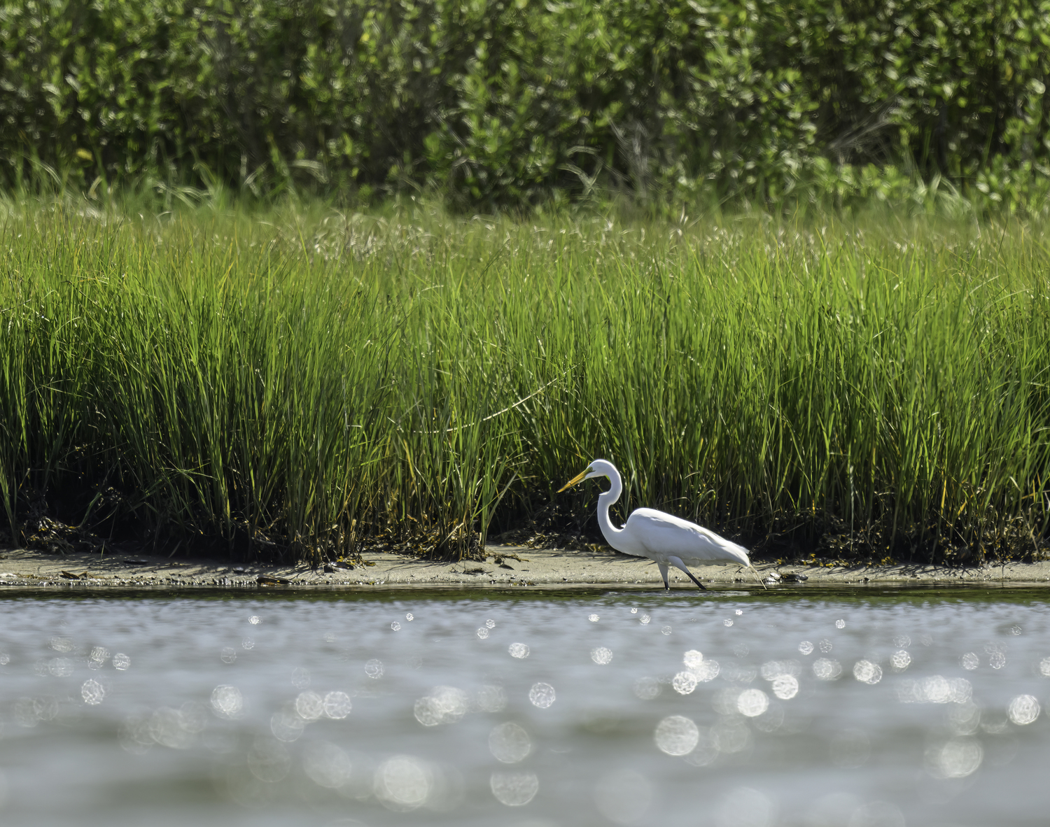 A great egret foraging the shore for small fish.  MARIANNE BARNETT