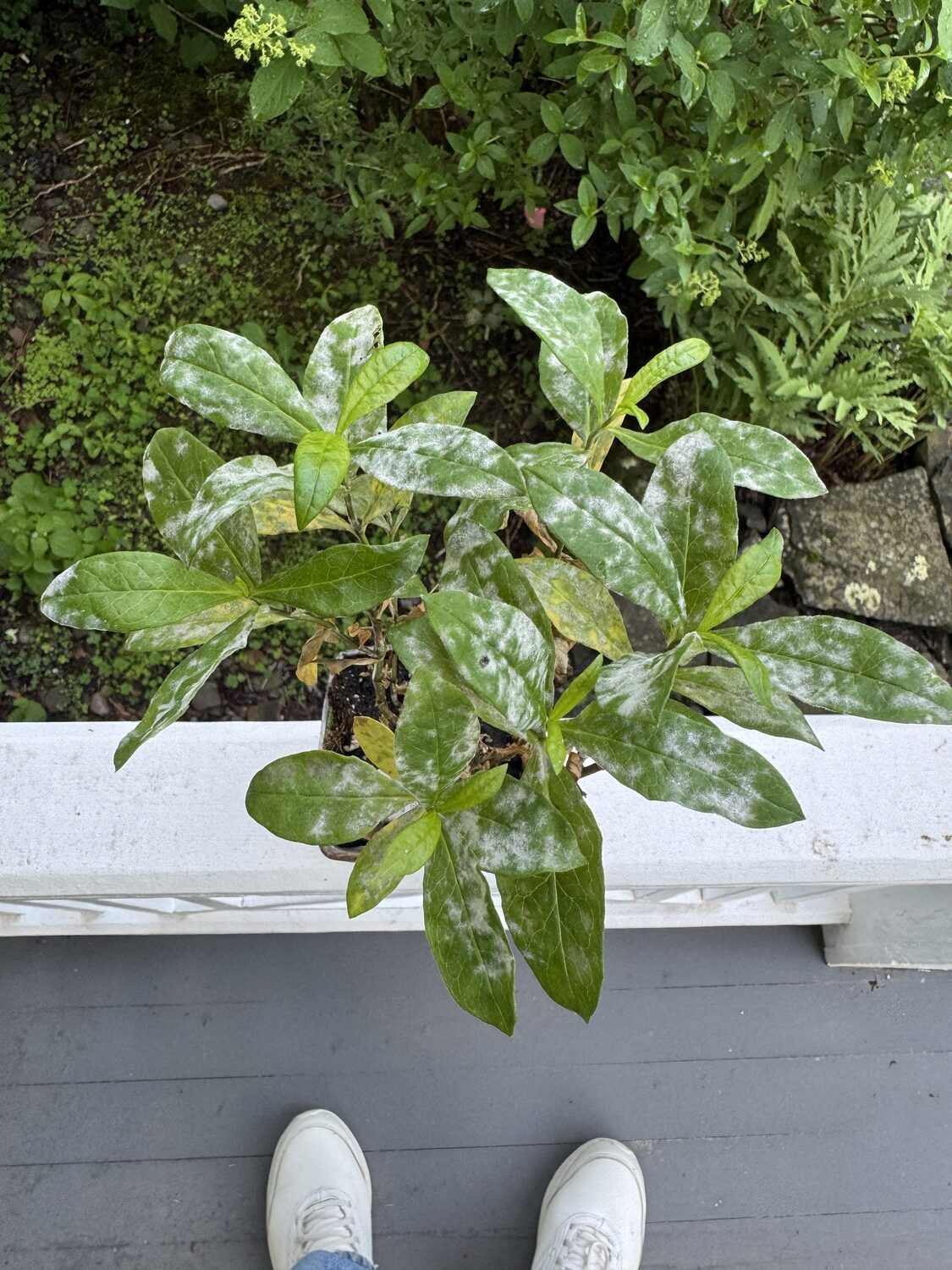 One of the most common plant diseases is powdery mildew, shown here infecting a recently arrived Phlox paniculata. The mildew spores must have been on the plant when it was shipped, and when the environmental conditions were right (high humidity and watering from above) the disease became very apparent. This mildew cannot spread to any other plants unless they are the same variety of Phlox. ANDREW MESSINGER