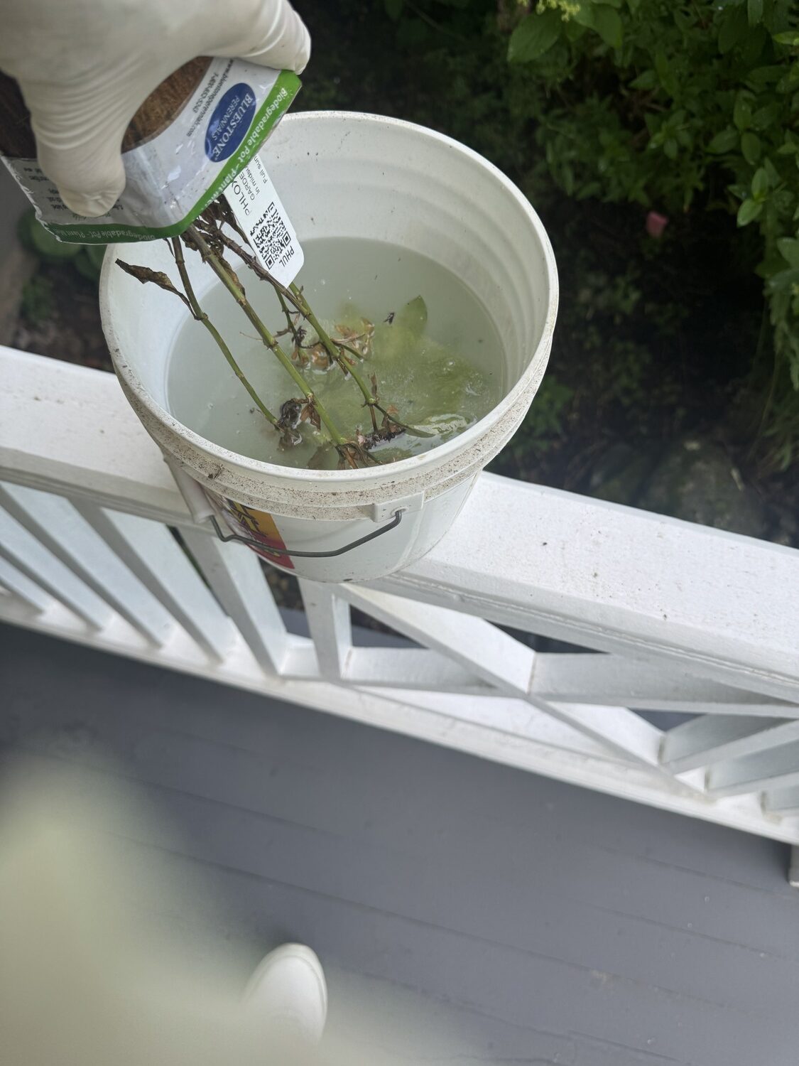 The infected Phlox was inverted and “dunked” in a small bucket of diluted All Seasons dormant oil spray. Be sure to get the leaves coated on both sides as well as the stems. ANDREW MESSINGER
