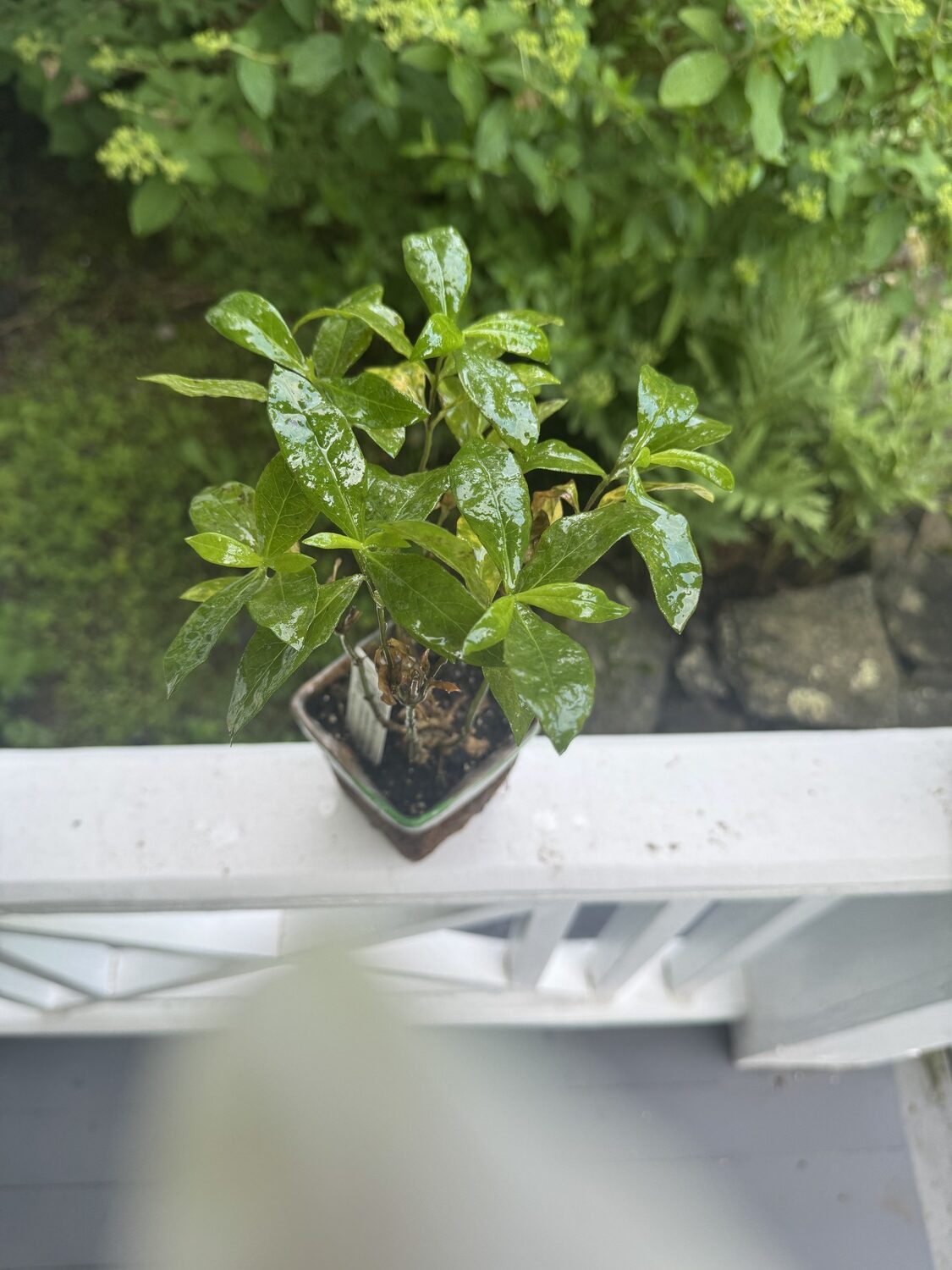 Several hours after treatment, the plant’s shiny leaves are caused by the combination of the oil and a spreader sticker that ensures that the spray adheres to the foliage and stems. The spray smothers and stops the mildew so it can’t reinfect itself but any treated plant should be retreated according to the directions or carefully observed for several weeks for any signs of reinfestation. ANDREW MESSINGER