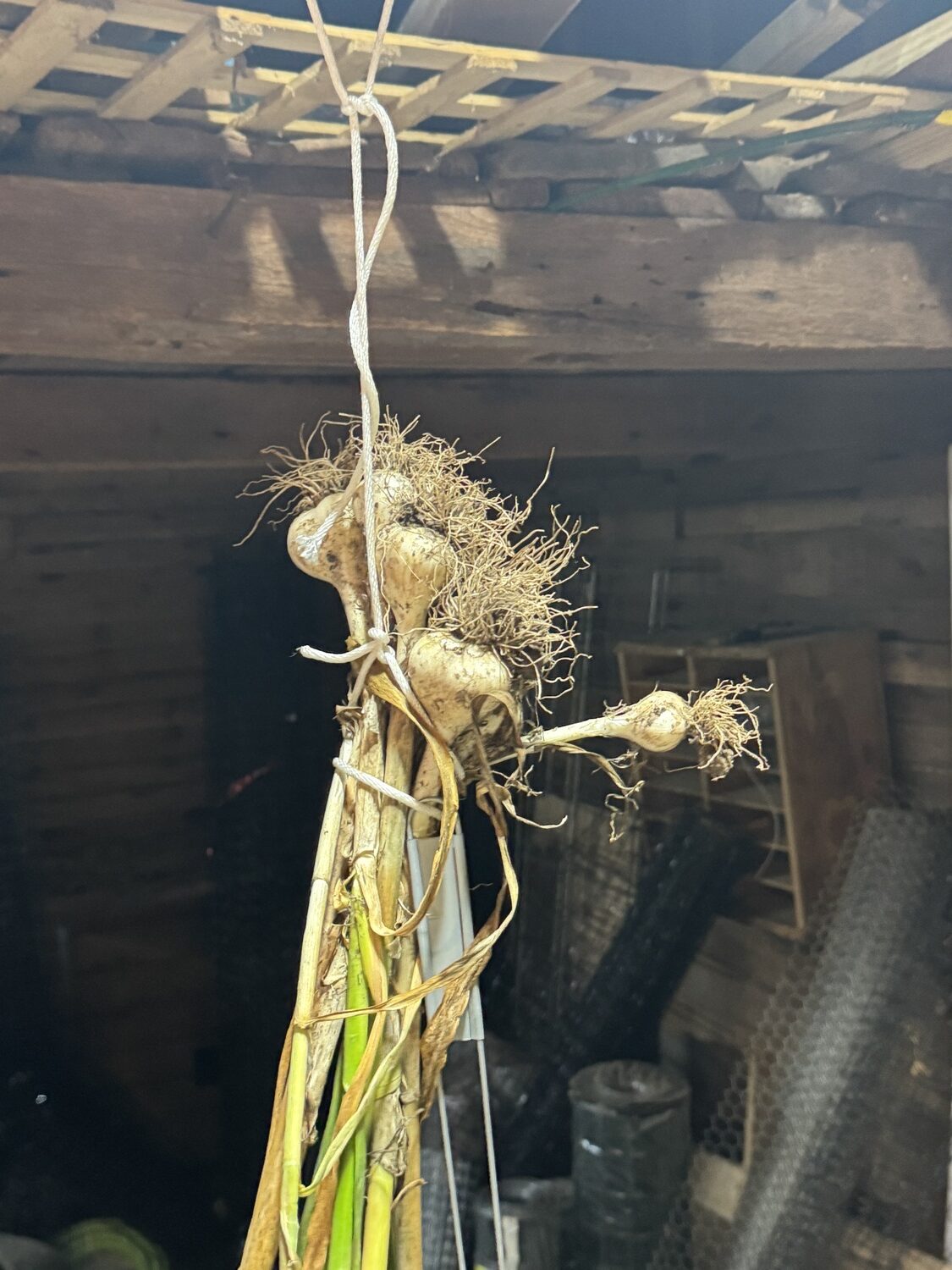 A small bundle of mild French garlic harvested and curing in the barn. These will hang for two to four weeks before the heads are separated from the stalks. The heads then go down to the basement for storage. Another 50 heads of German garlic hangs nearby and once dry will keep the vampires away for six to nine months. ANDREW MESSINGER