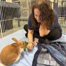 Krystin Koerner, the community outreach coordinator at the Southampton Animal Shelter Foundation, is a bunny care expert and works with several different bunny rescue organizations. Here, she's interacting with Mentos, one of several bunnies available for adoption. CAILIN RILEY