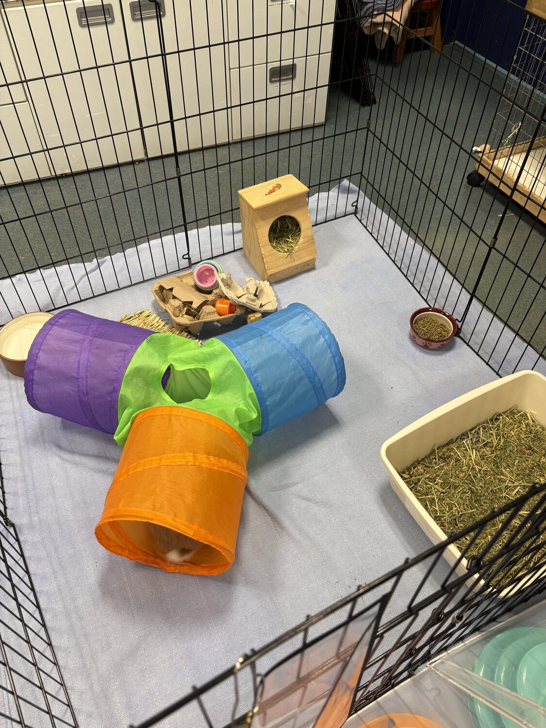 A proper bunny living space gives them room to stretch their legs, access to hay all day and water, and enrichment in the form of tunnels, toys and boxes they can chew on. CAILIN RILEY