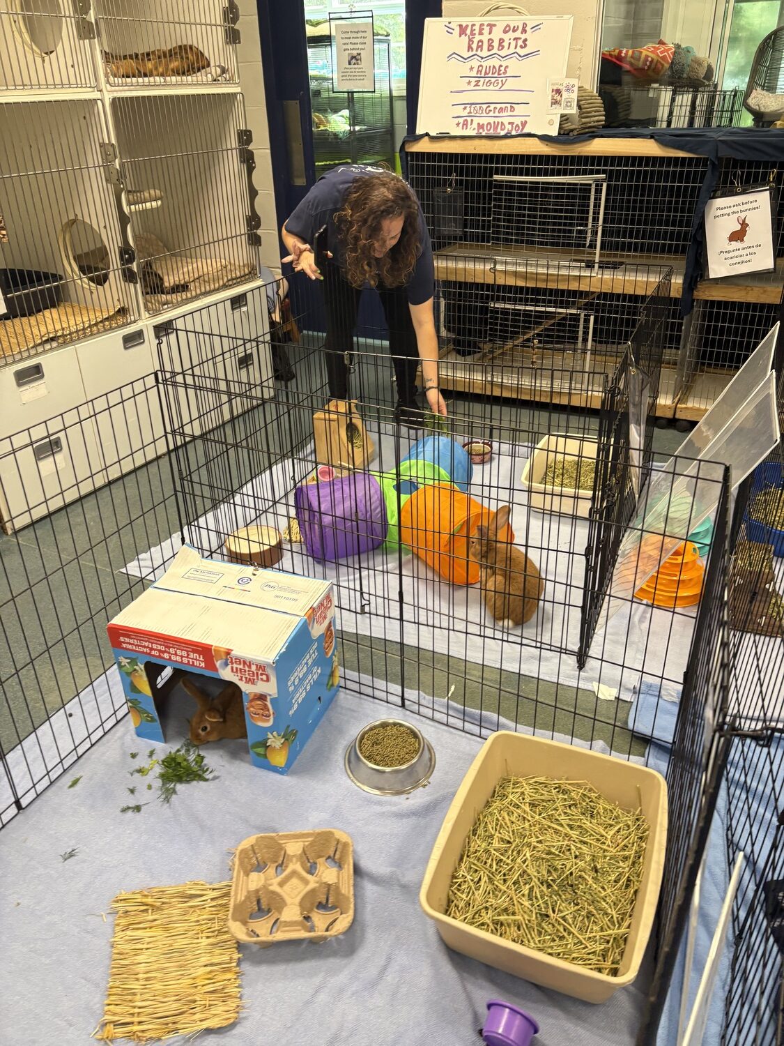 Krystin Koerner, the community outreach coordinator at the Southampton Animal Shelter Foundation, is a bunny care expert and works with several different bunny rescue organizations. CAILIN RILEY