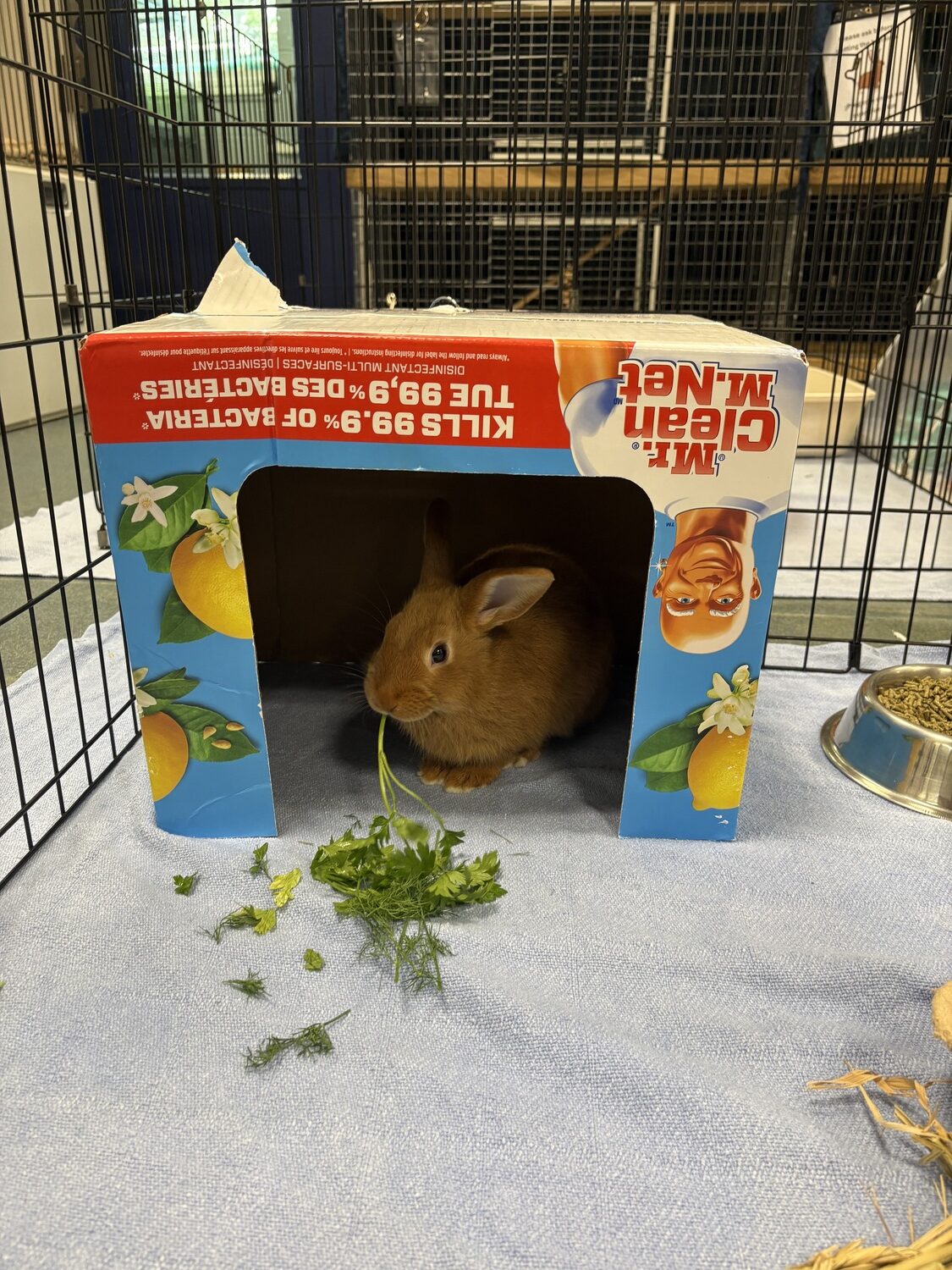 Recyclable materials like cardboard boxes can be reused in bunny habitats. CAILIN RILEY