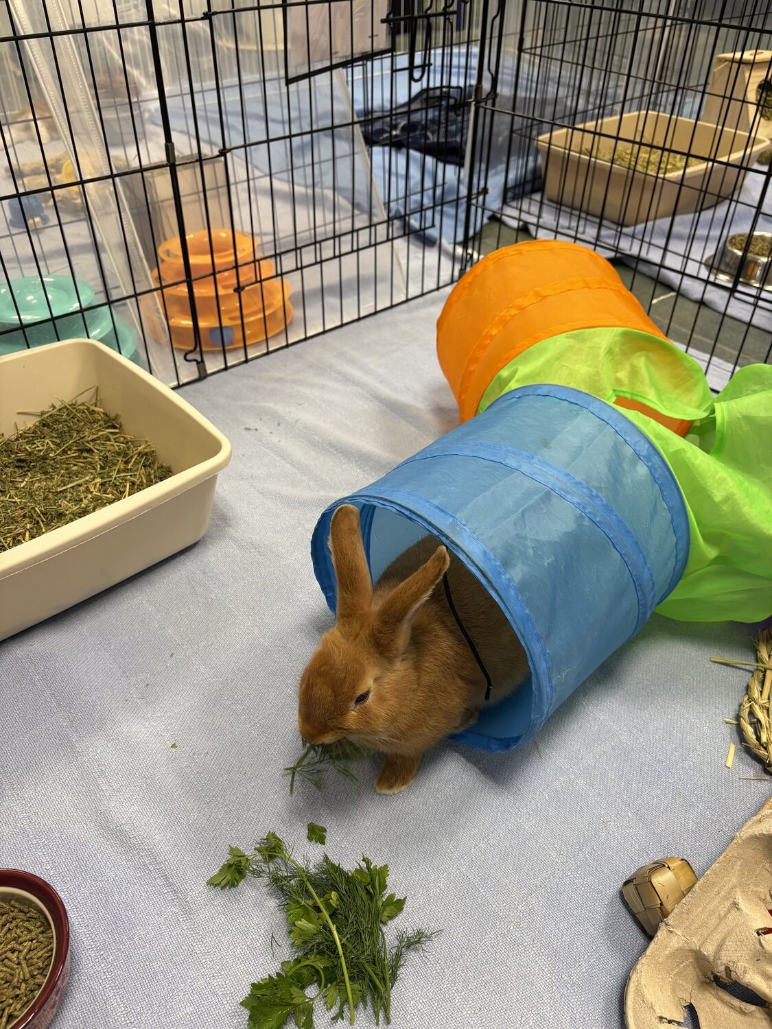Bunnies, like youngster Tic Tac, enjoy tunnels and other stimulating activities to keep them busy. CAILIN RILEY