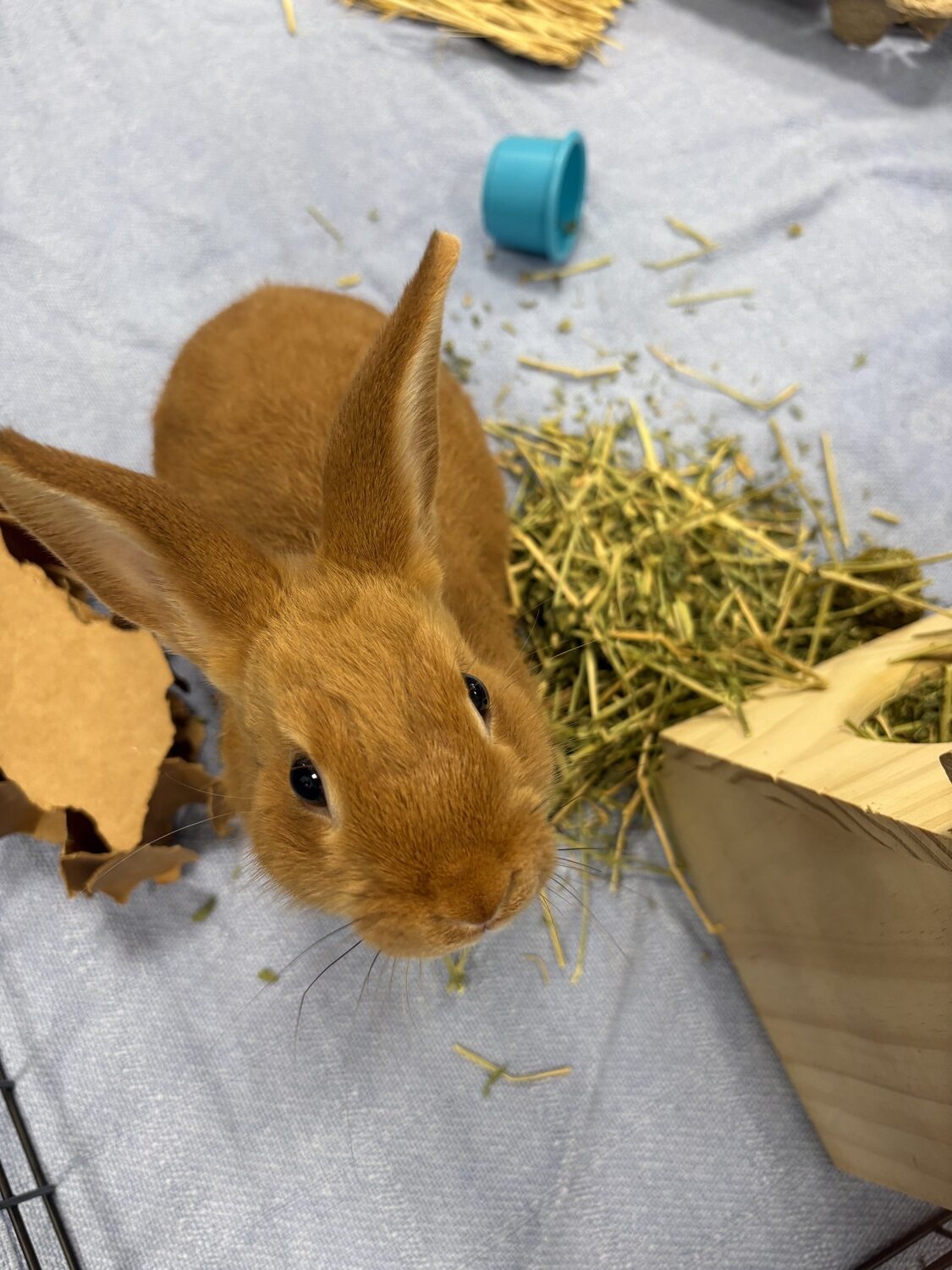 Andes is one of three young bunnies available for adoption at the Southampton Animal Shelter Foundation. CAILIN RILEY