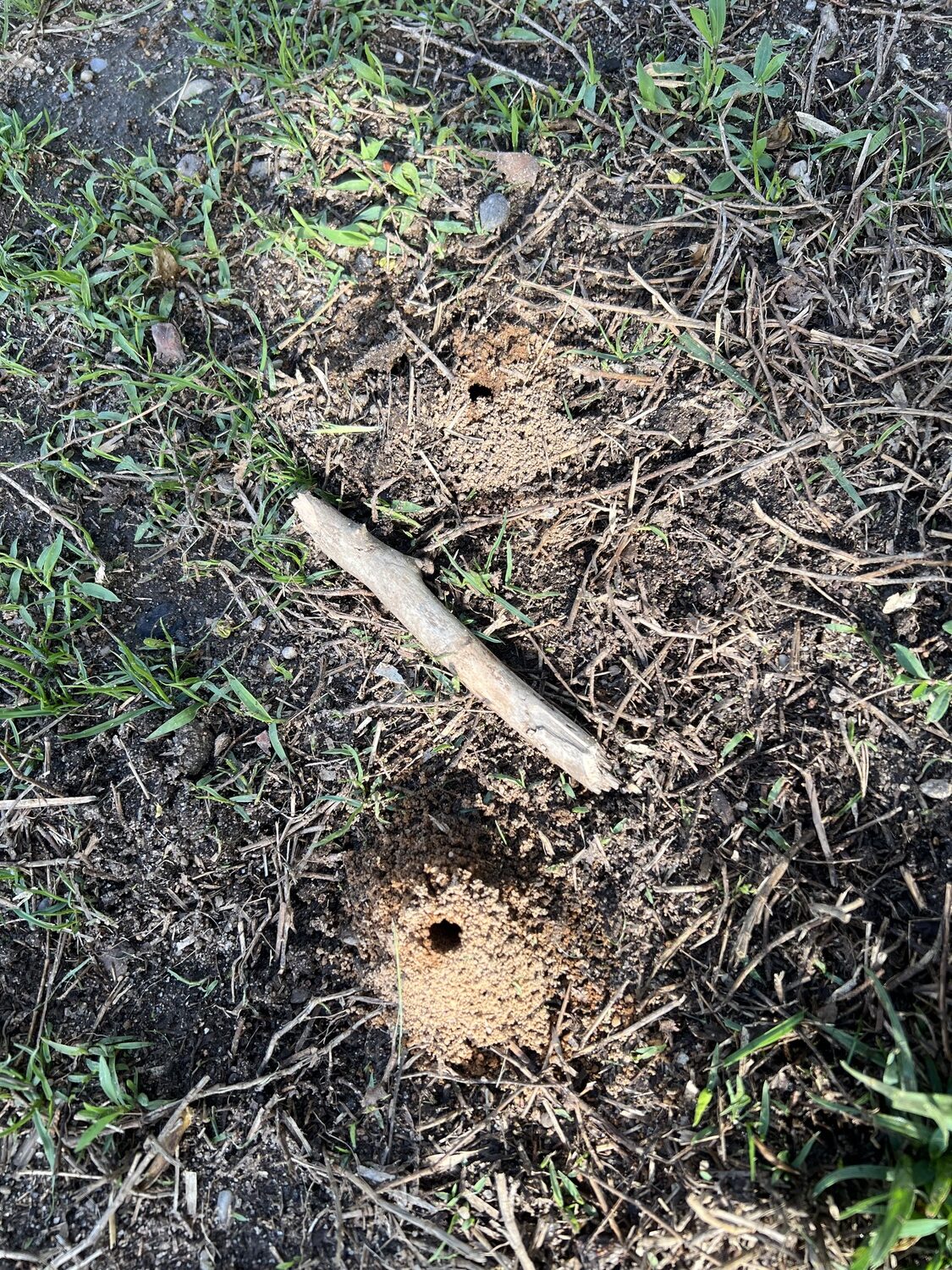 Miner bee tunnels at the Southampton Dog Park. LISA DAFFY