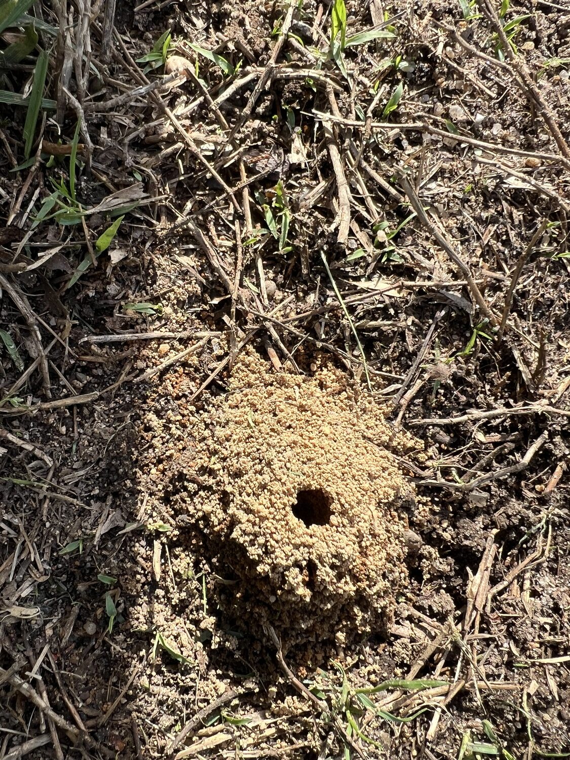 Miner bee tunnels at the Southampton Dog Park. LISA DAFFY