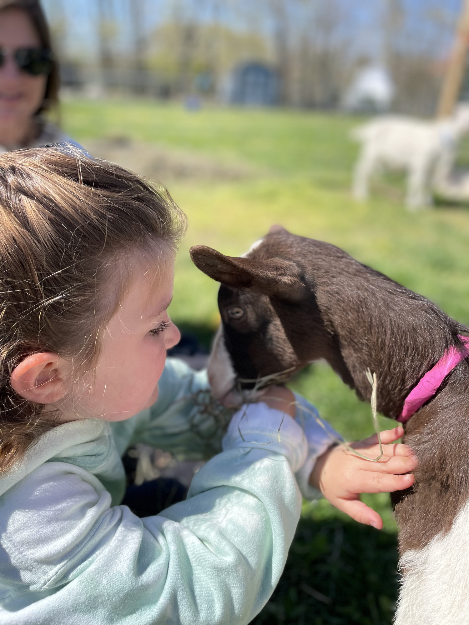 In addition to goat yoga classes, Catapano Dairy Farm also hosts guests who just want to get up close and personal with one of the adorable goats. Photo courtesy of Catapano Dairy Farm.