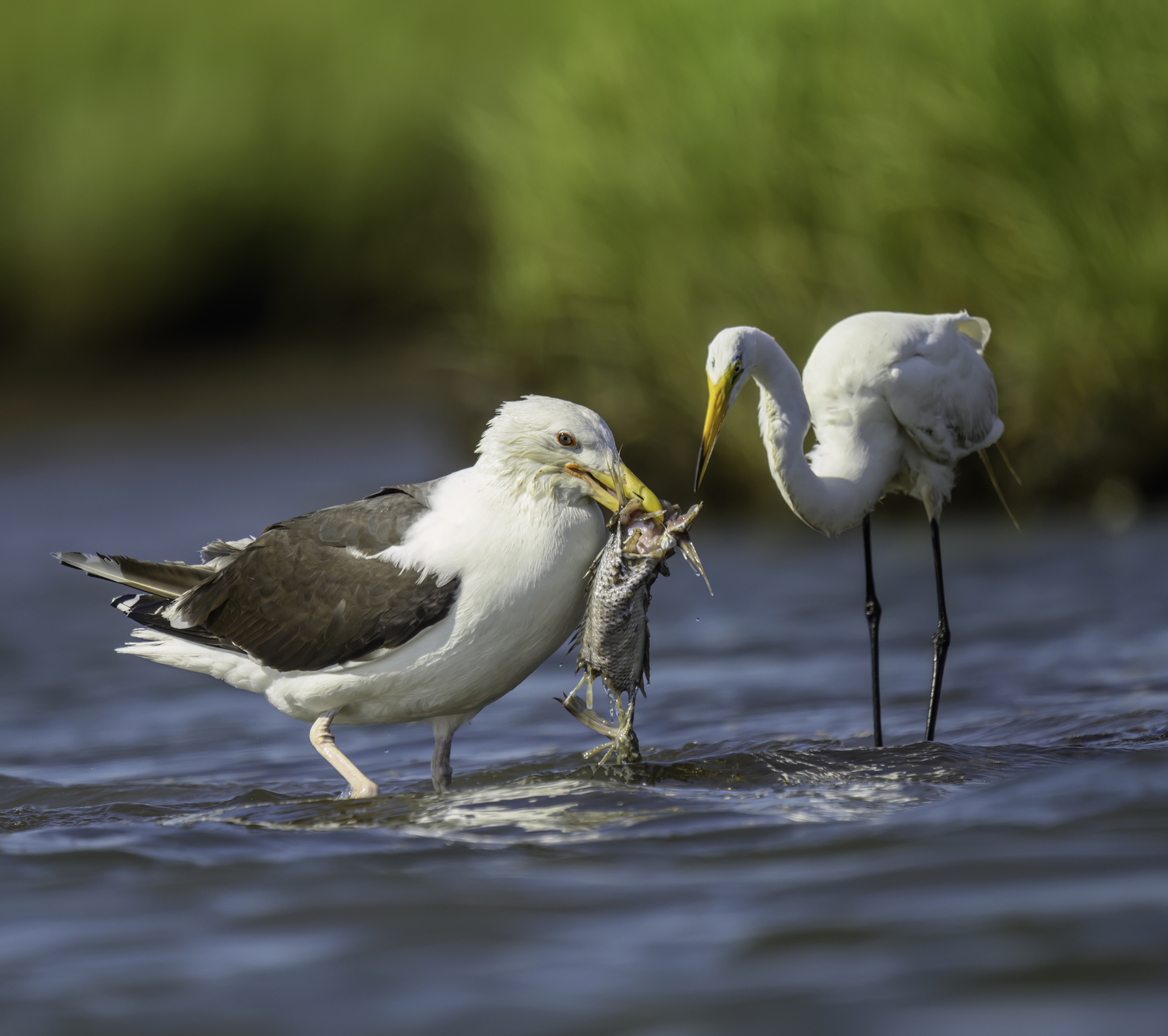 A great black-backed gull and great egret inspecting its catch.  MARIANNE BARNETT