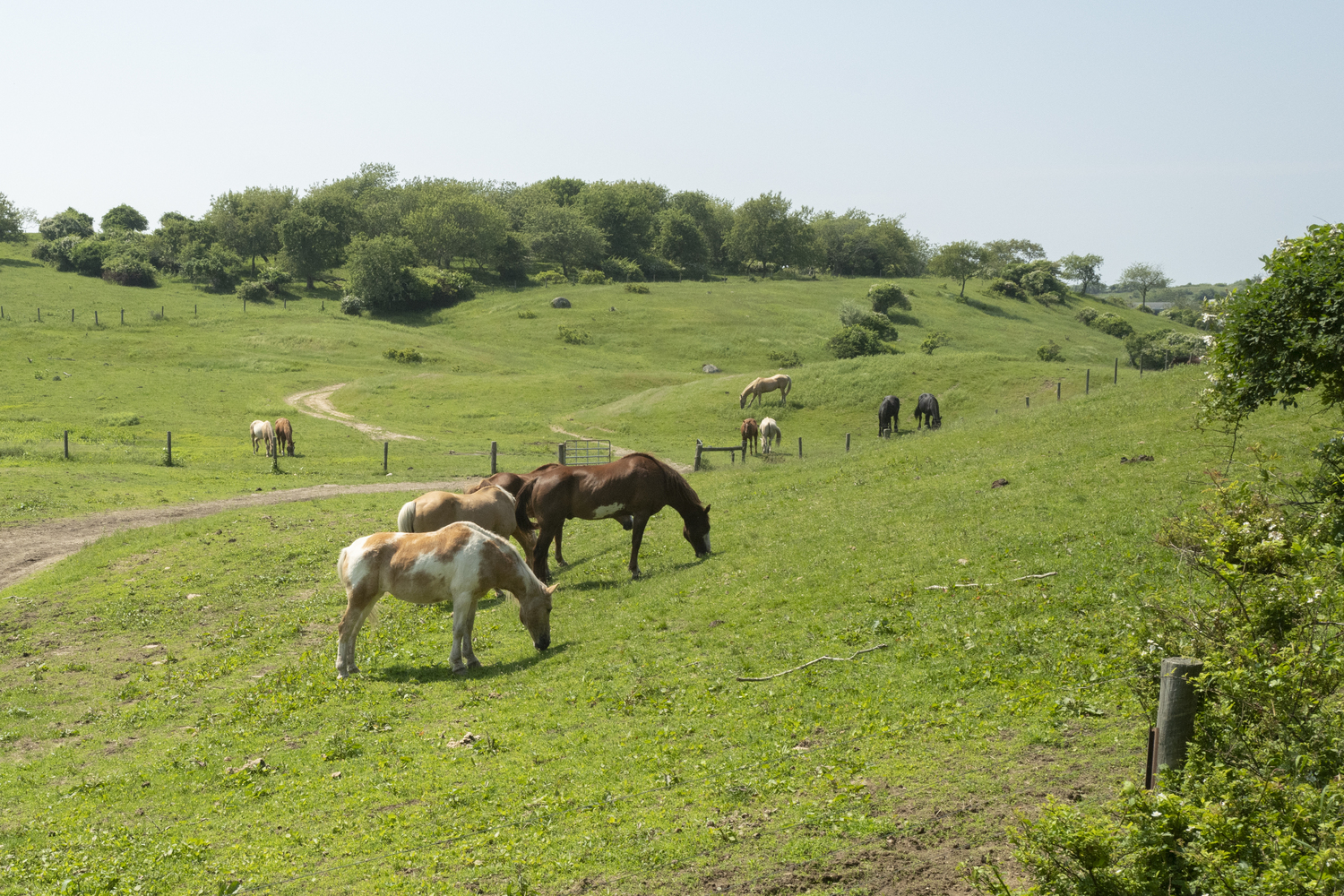 In 1658, its is said that Chief Wyandanch  entered into an agreement that allowed the people from East Hampton to pasture their cattle at Deep Hollow Ranch, which is used as evidence of it being the “oldest cattle ranch in the U.S.” Lori Hawkins photo