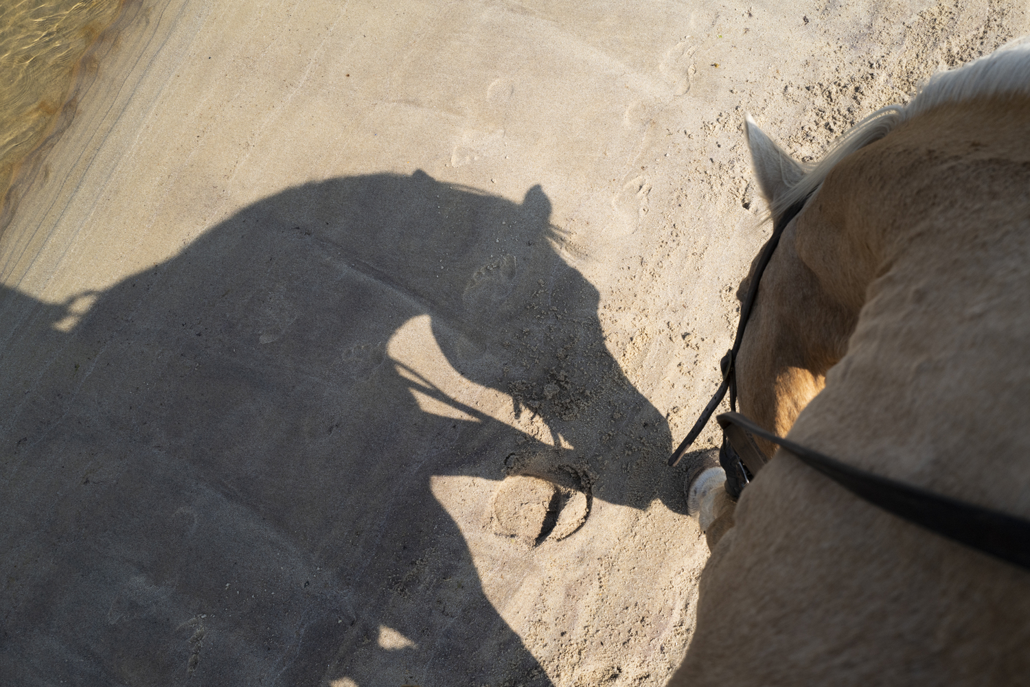 90-Minute Cowgirl: Horseback Riding at Deep Hollow Ranch