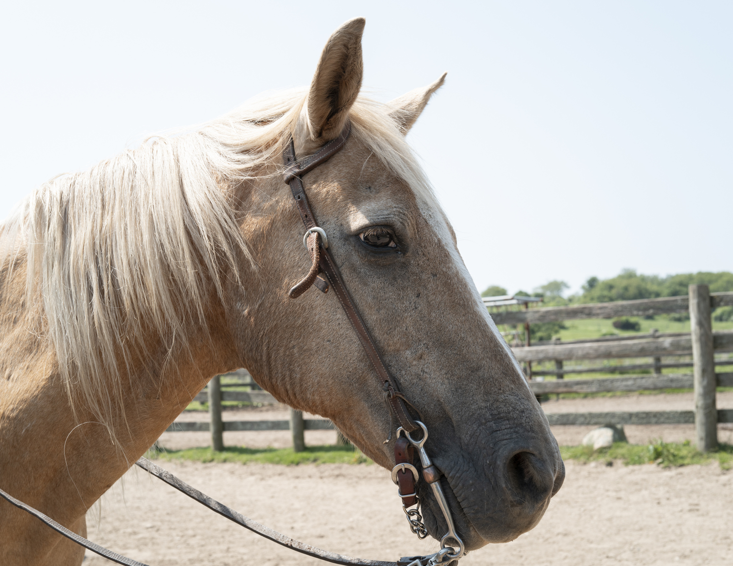 90-Minute Cowgirl: Horseback Riding at Deep Hollow Ranch