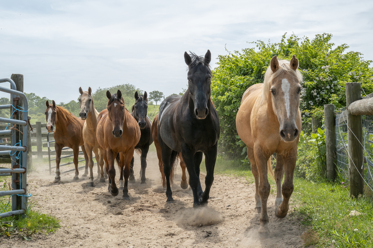 90-Minute Cowgirl: Horseback Riding at Deep Hollow Ranch