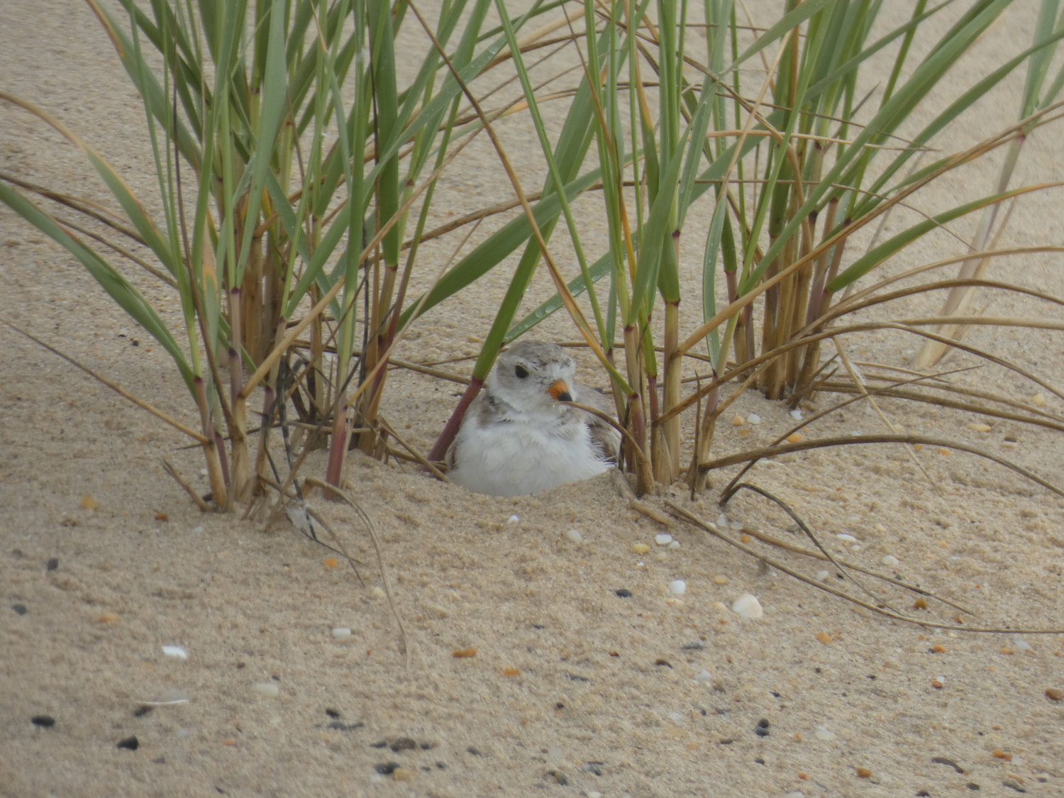 The East Hampton Town Natural Resources Department added more security for the piping plover in Montauk. By Monday morning, it was back in its nest. COURTESY EAST HAMPTON TOWN