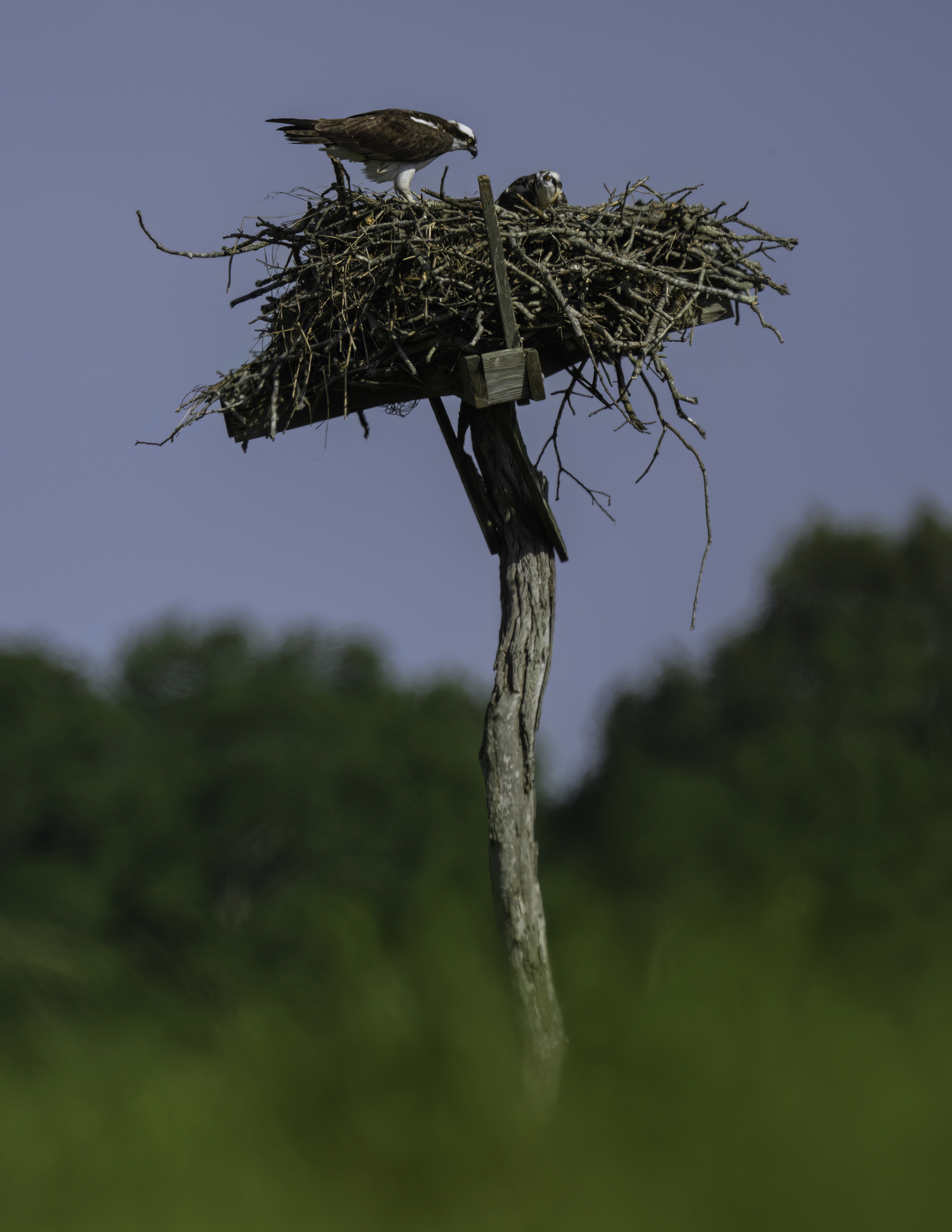 One of many osprey nests in Scallop Pond.   MARIANNE BARNETT